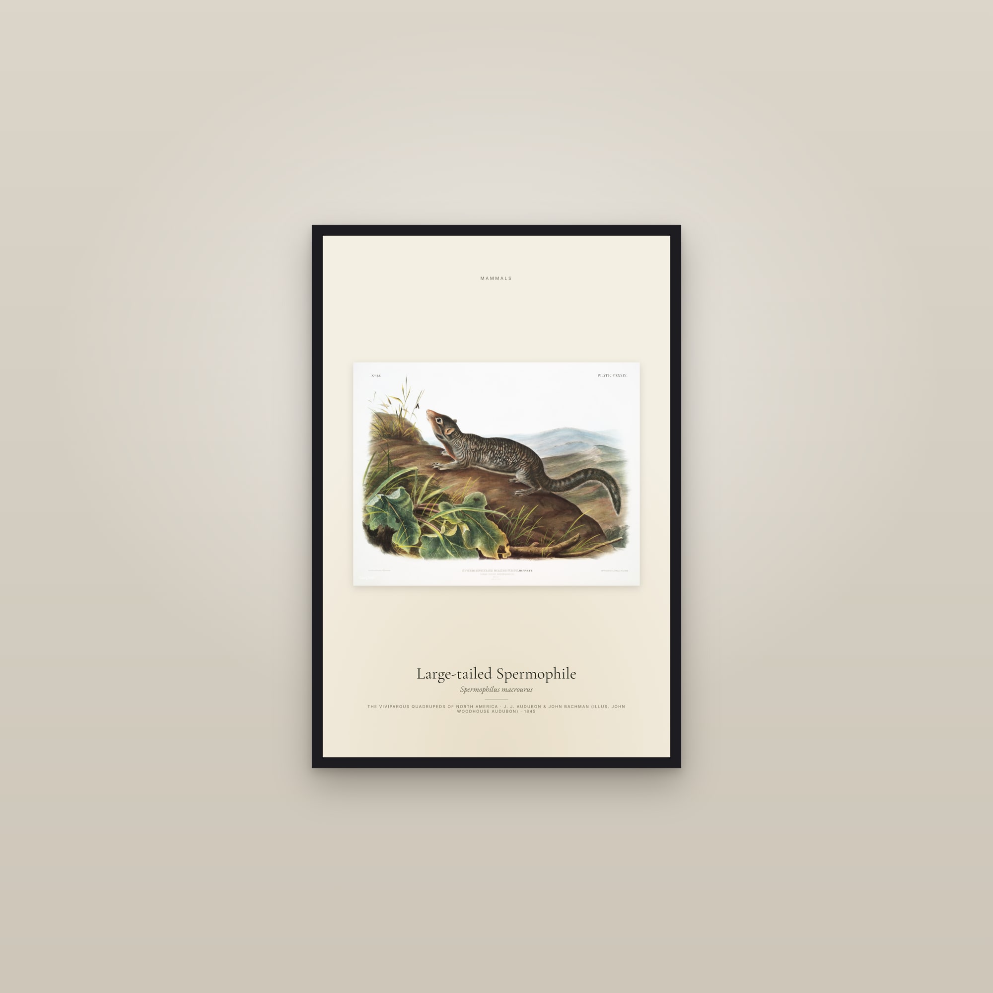 Large-tailed Spermophile — framed in a gallery setting