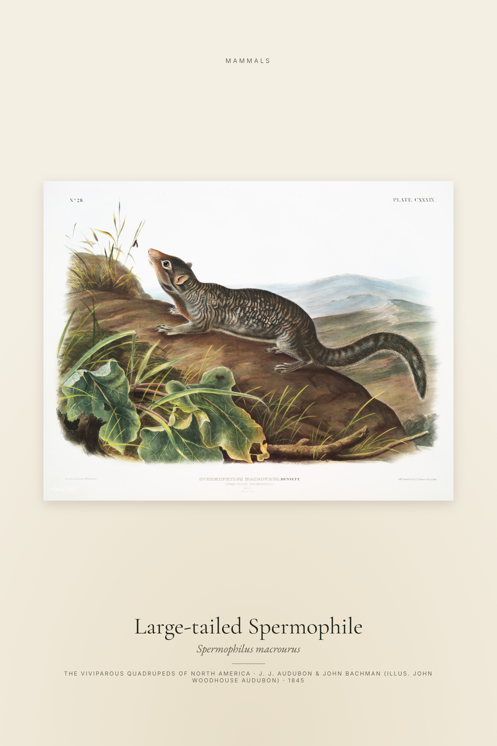 Large-tailed Spermophile
