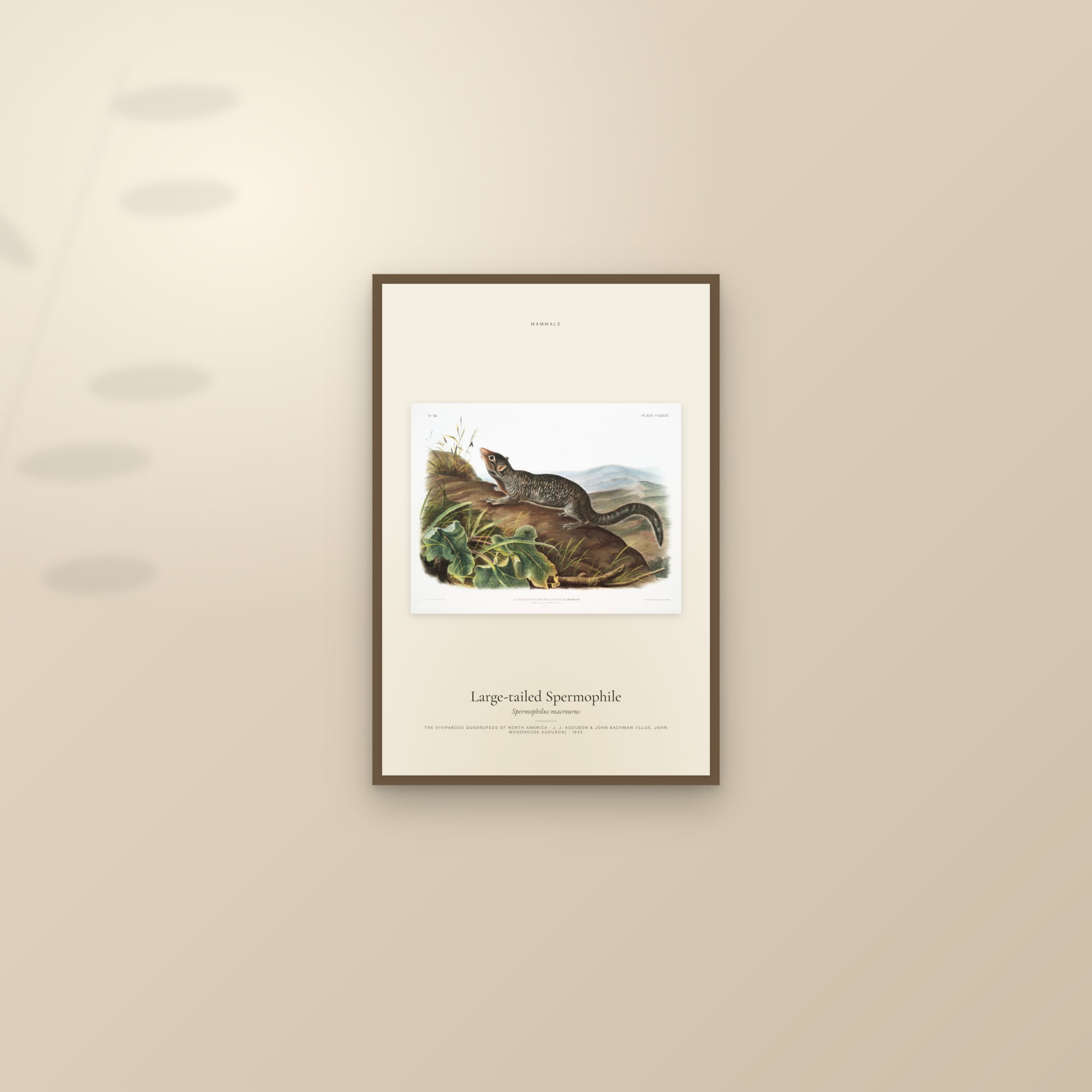 Large-tailed Spermophile — framed and styled on a sunlit wall