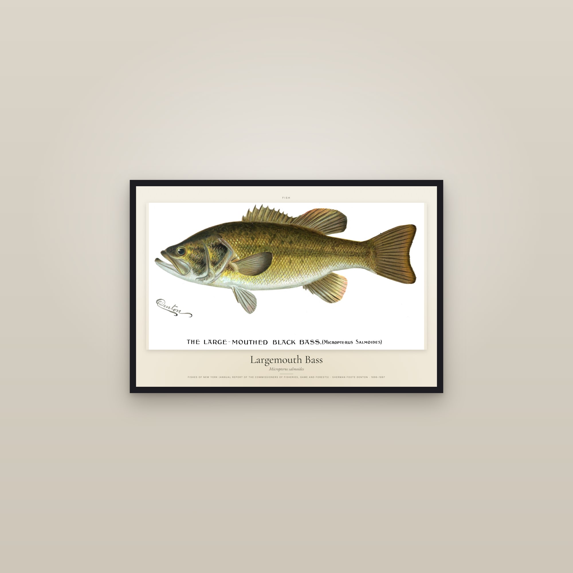 Largemouth Bass — framed in a gallery setting