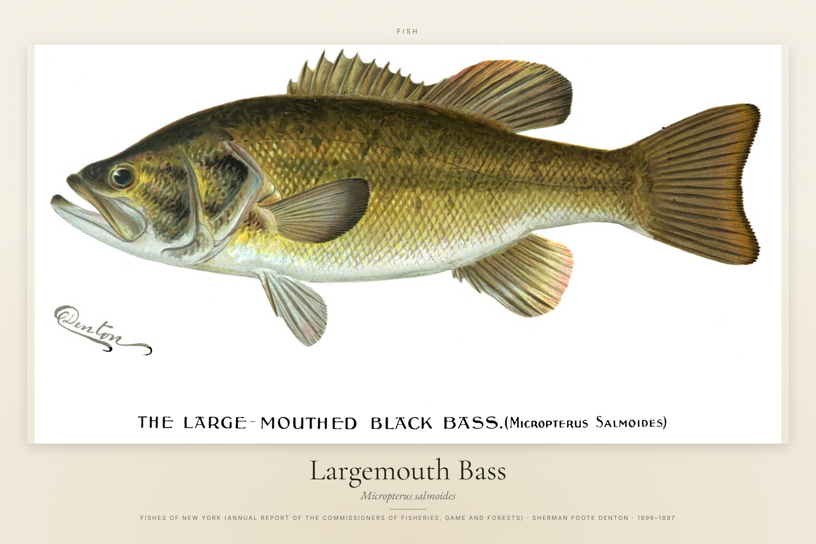 Largemouth Bass