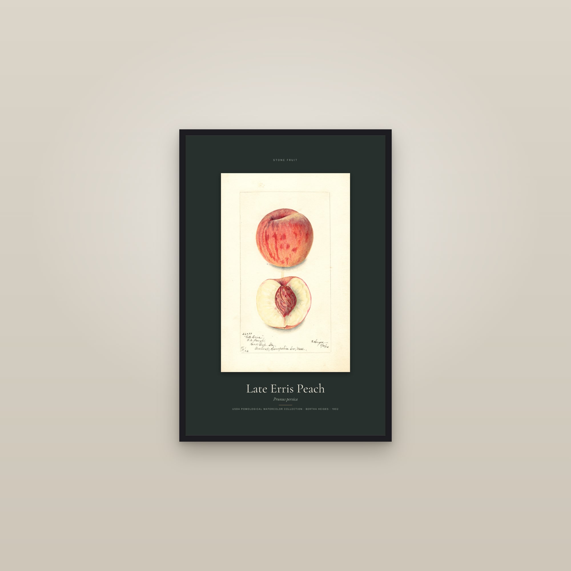 Late Erris Peach — Specimen — framed in a gallery setting