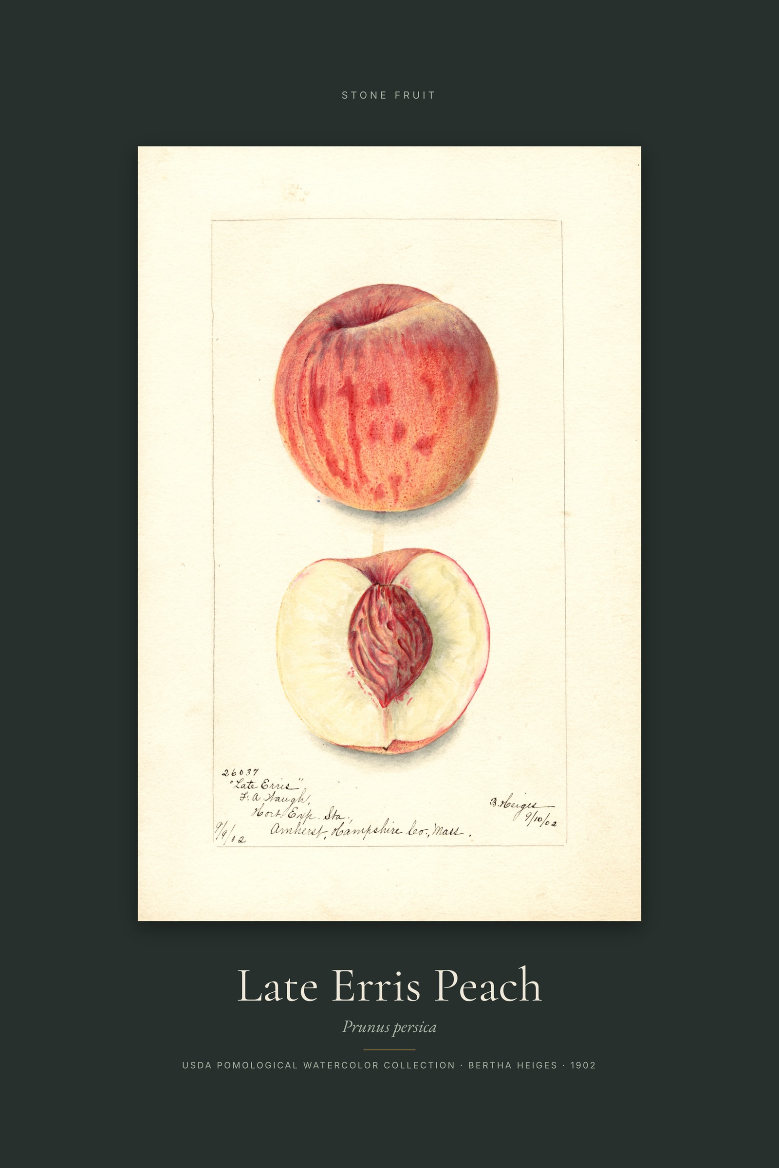 Late Erris Peach — Specimen
