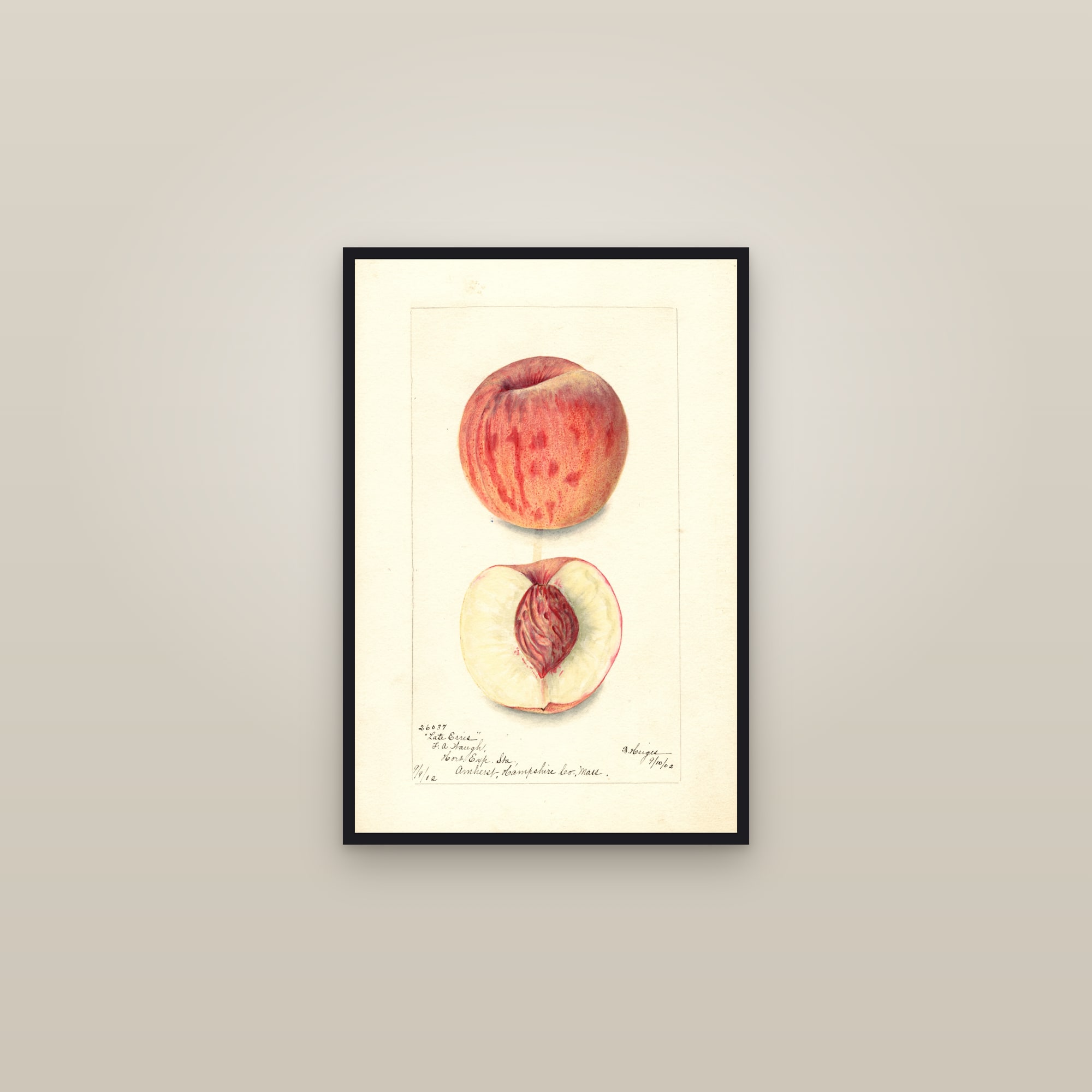 Late Erris Peach — framed in a gallery setting