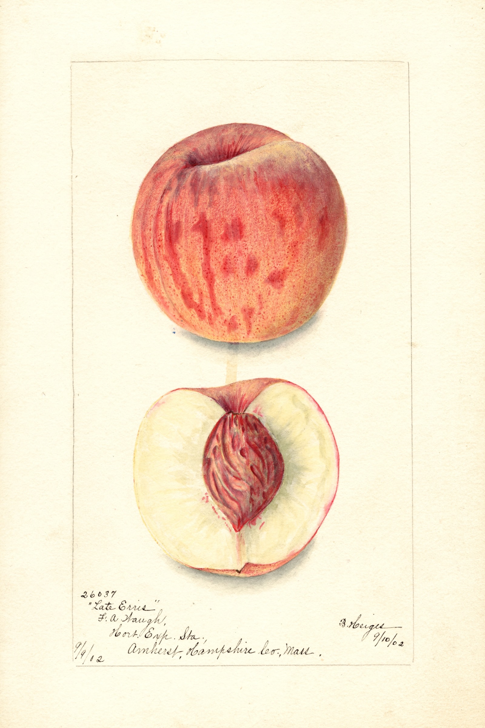 Late Erris Peach