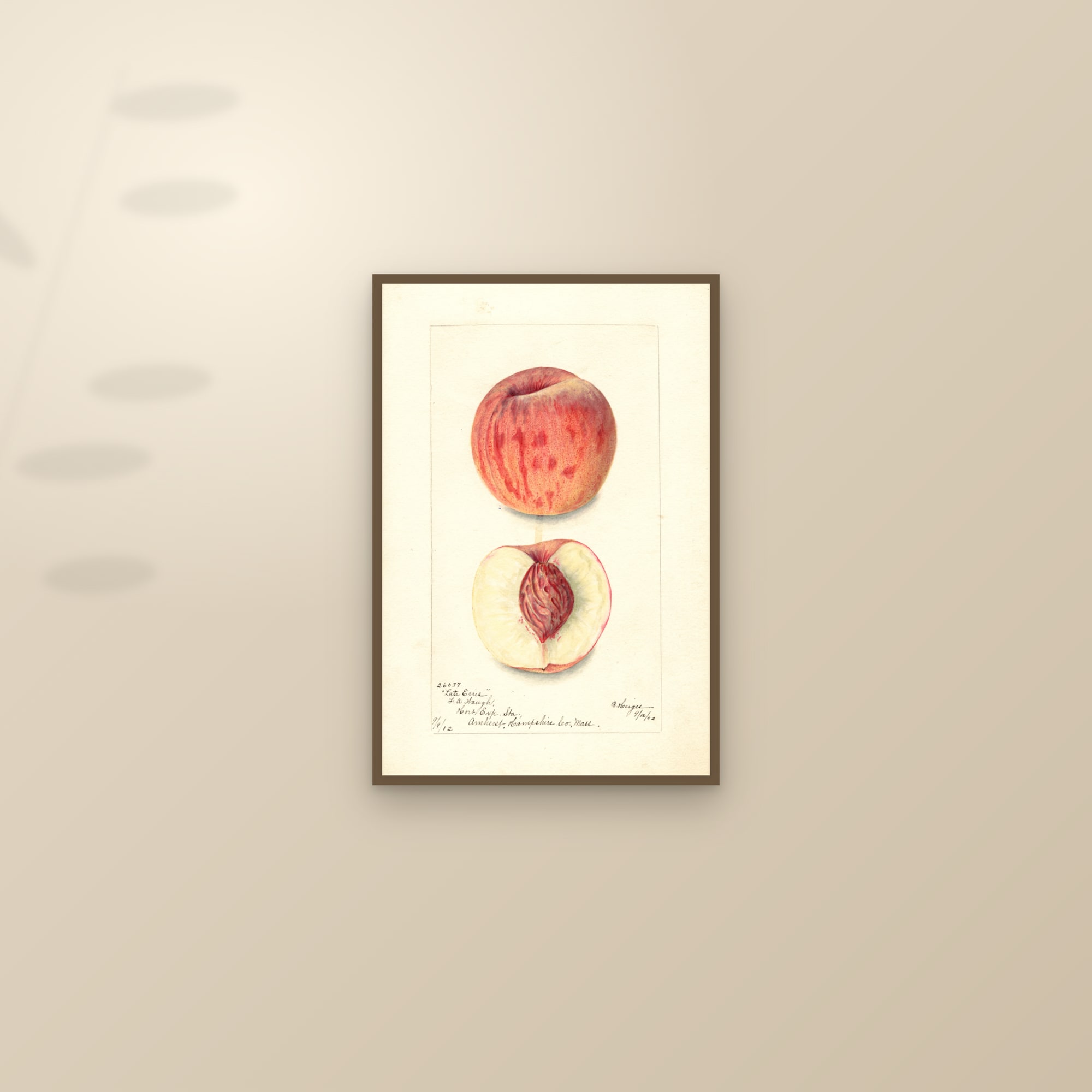 Late Erris Peach — framed and styled on a sunlit wall