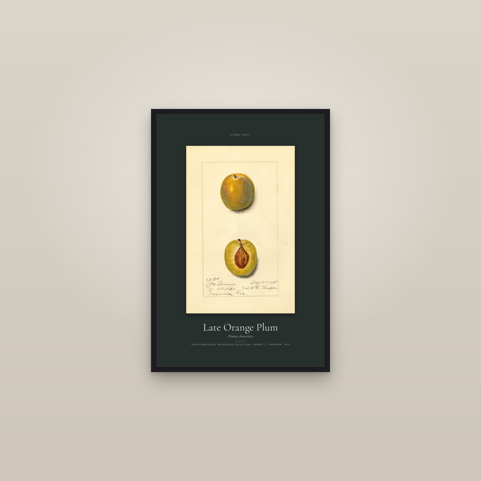 Late Orange Plum — Specimen — framed in a gallery setting