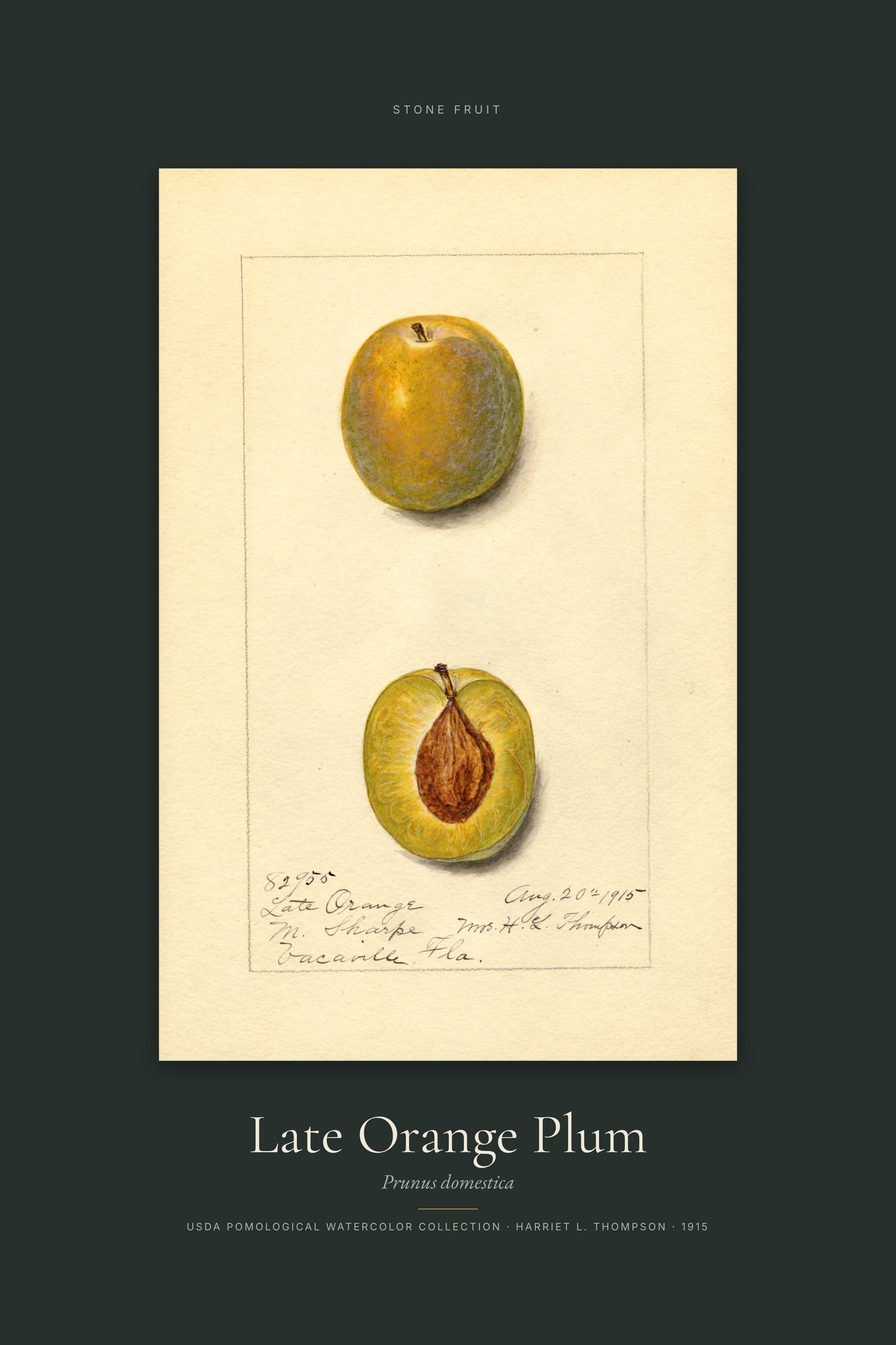 Late Orange Plum — Specimen