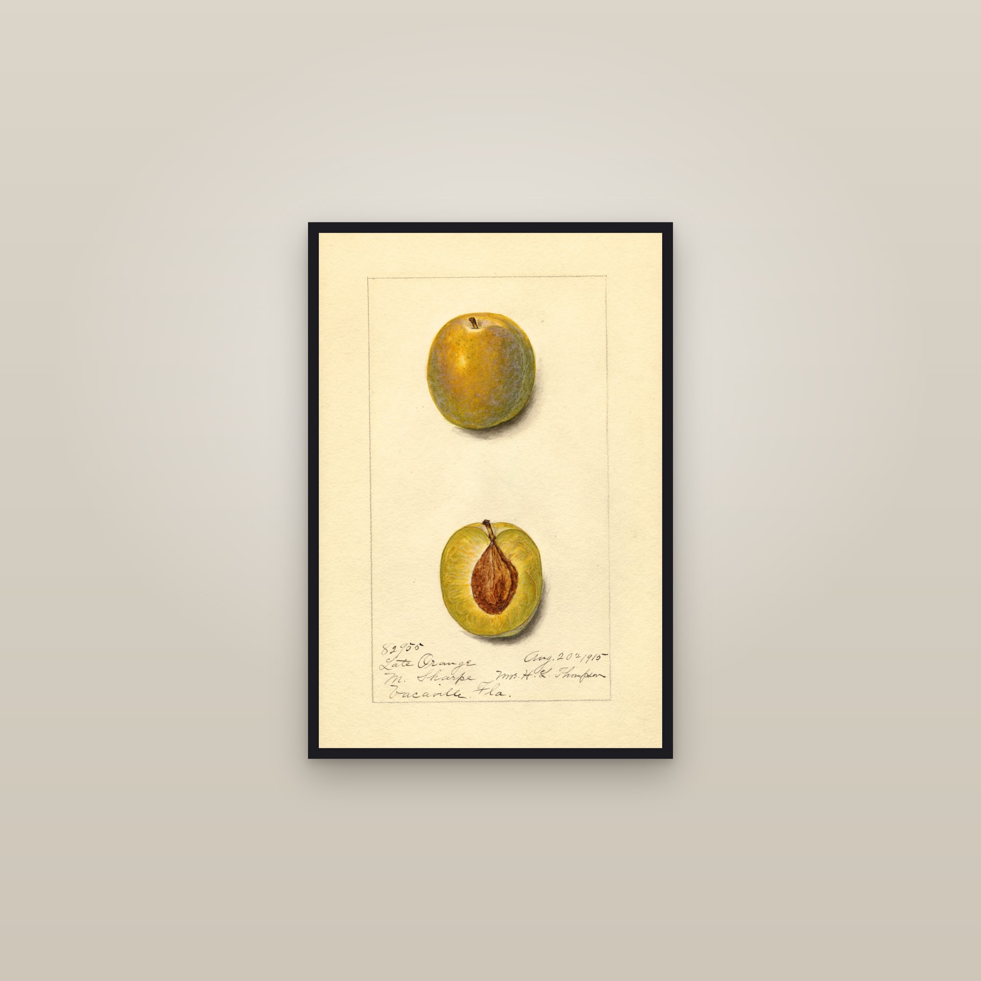 Late Orange Plum — framed in a gallery setting