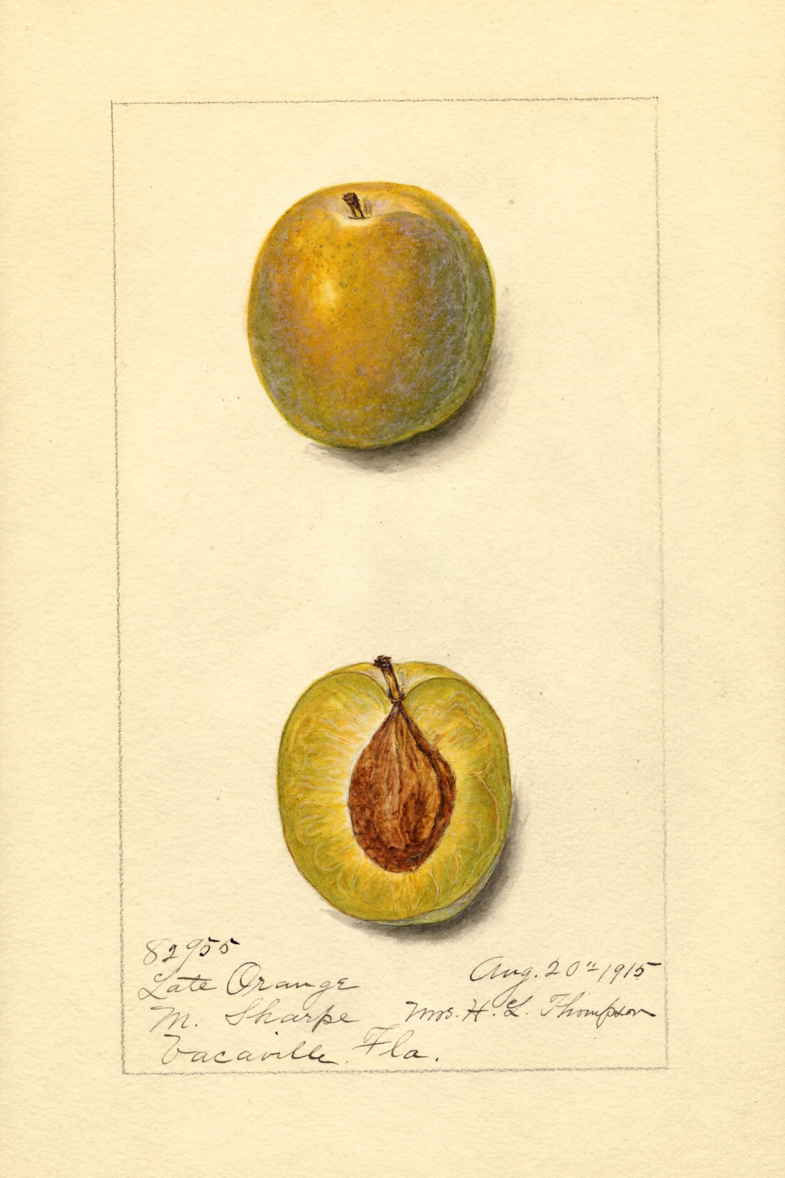 Late Orange Plum