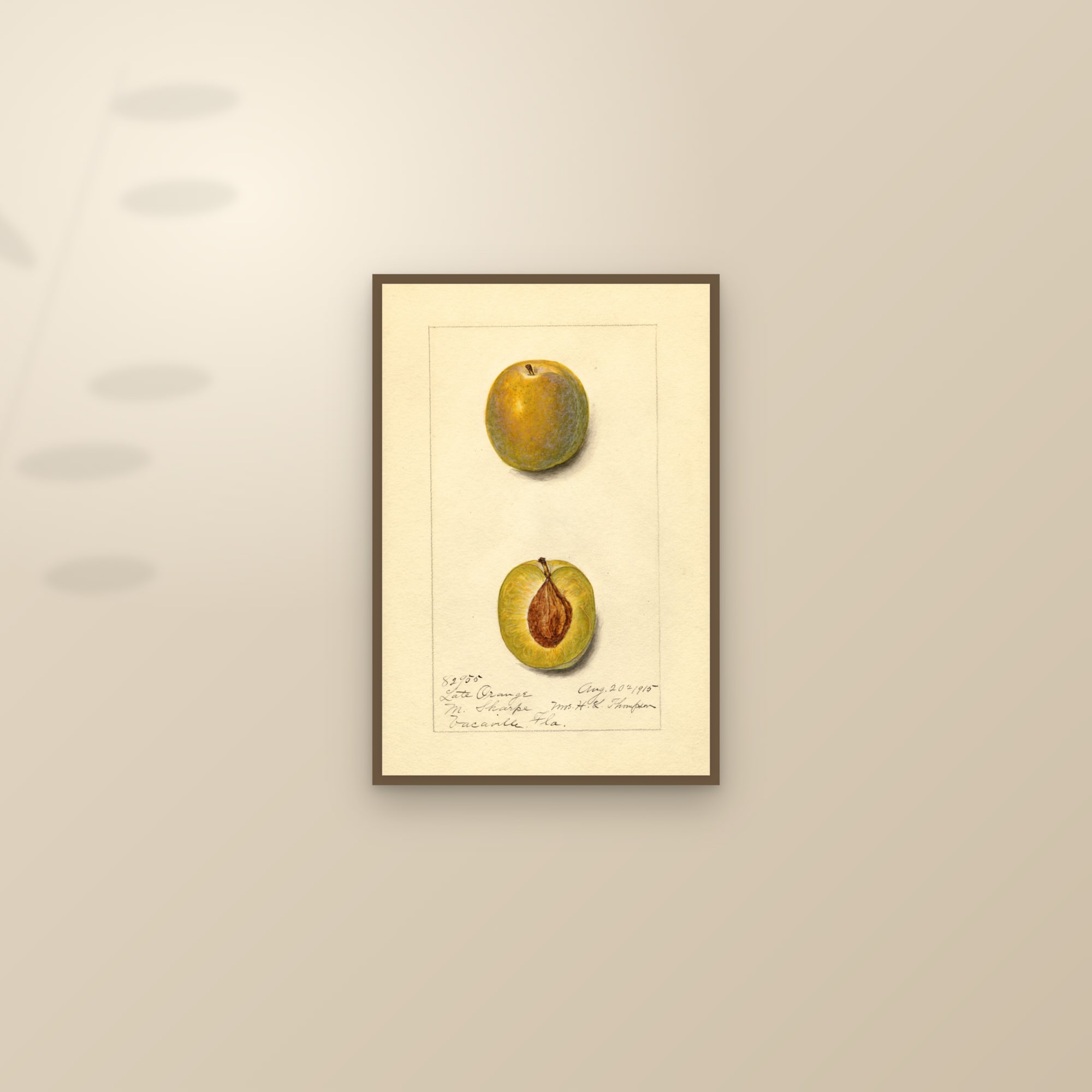 Late Orange Plum — framed and styled on a sunlit wall