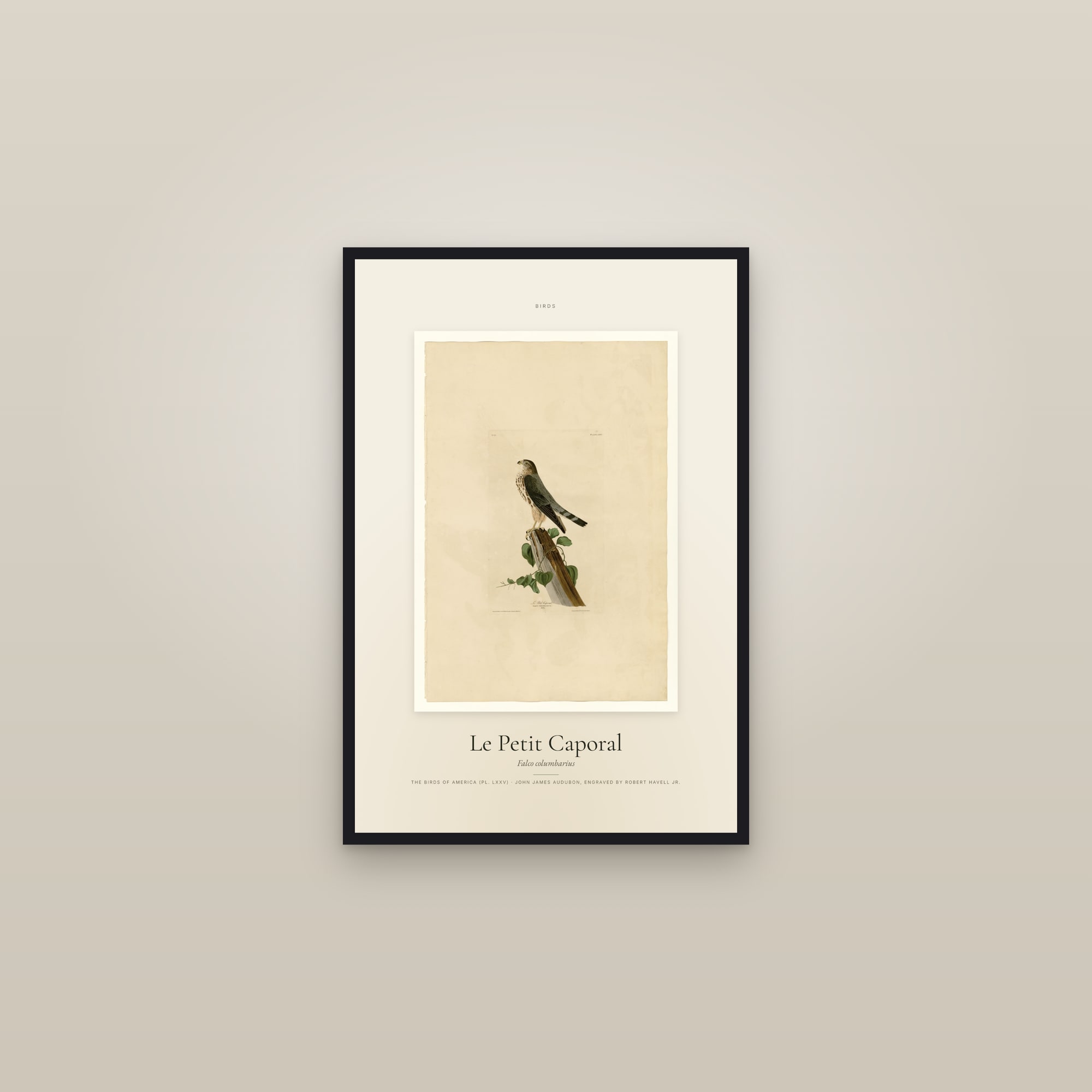 Le Petit Caporal — Specimen — framed in a gallery setting