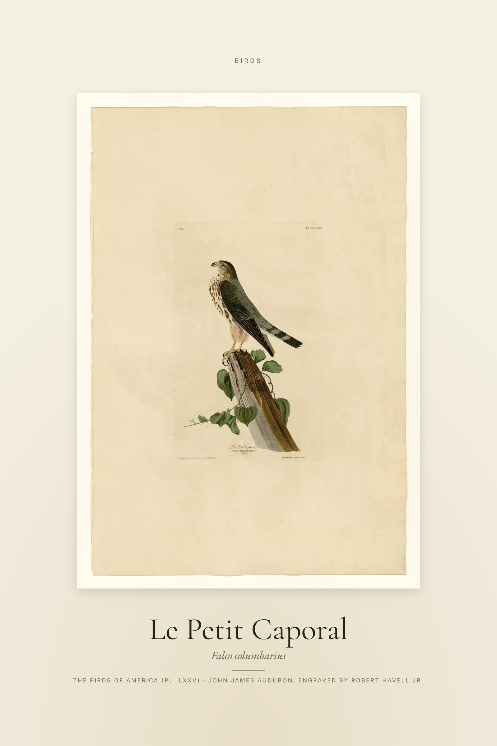 Le Petit Caporal — Specimen
