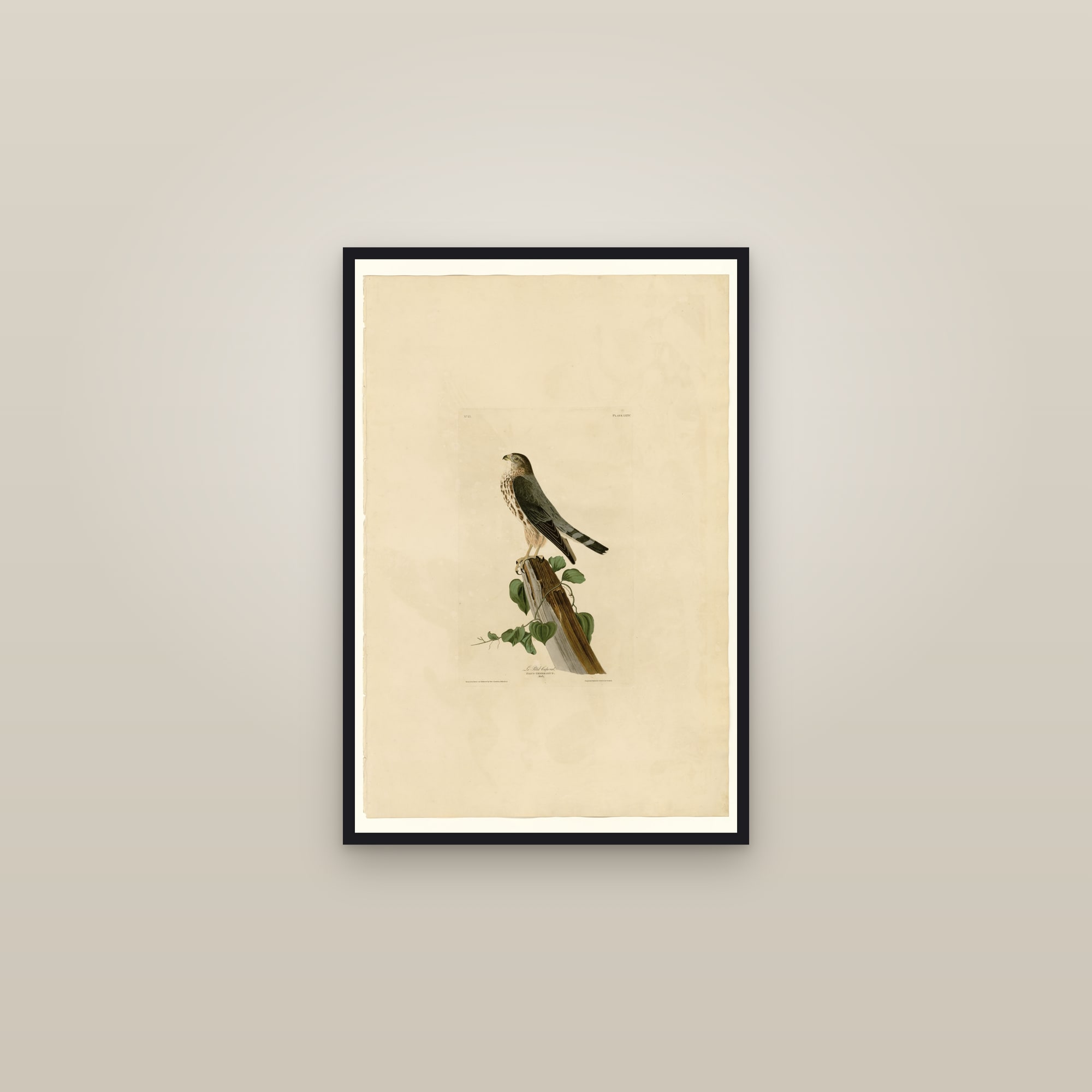 Le Petit Caporal — framed in a gallery setting