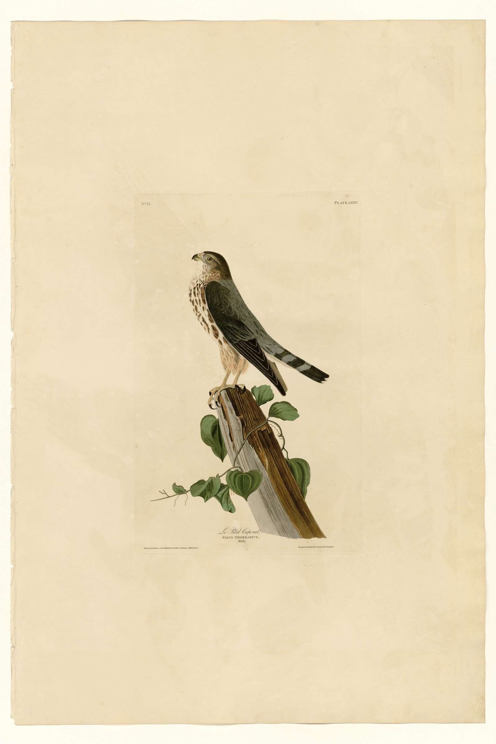 Le Petit Caporal