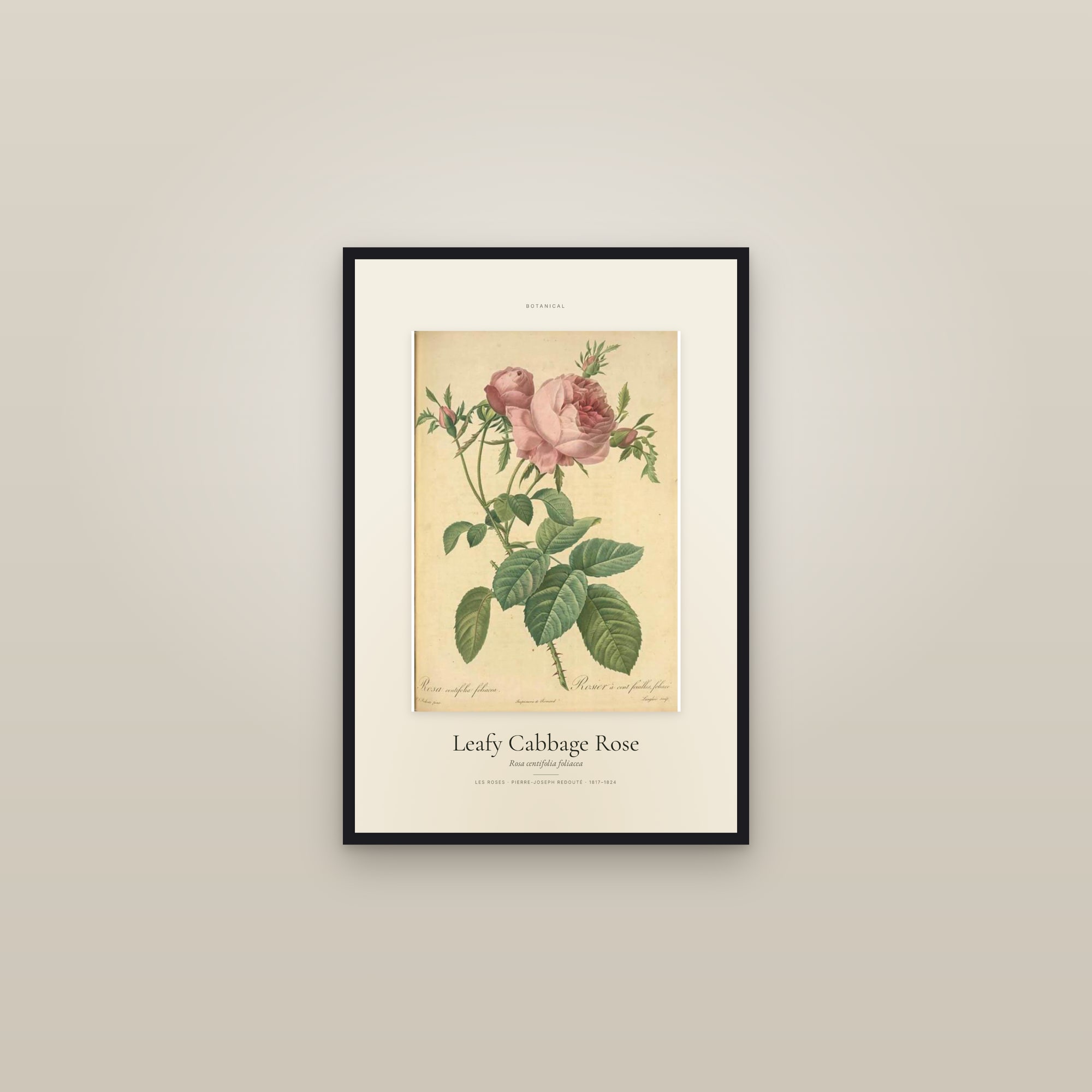 Leafy Cabbage Rose — Specimen — framed in a gallery setting