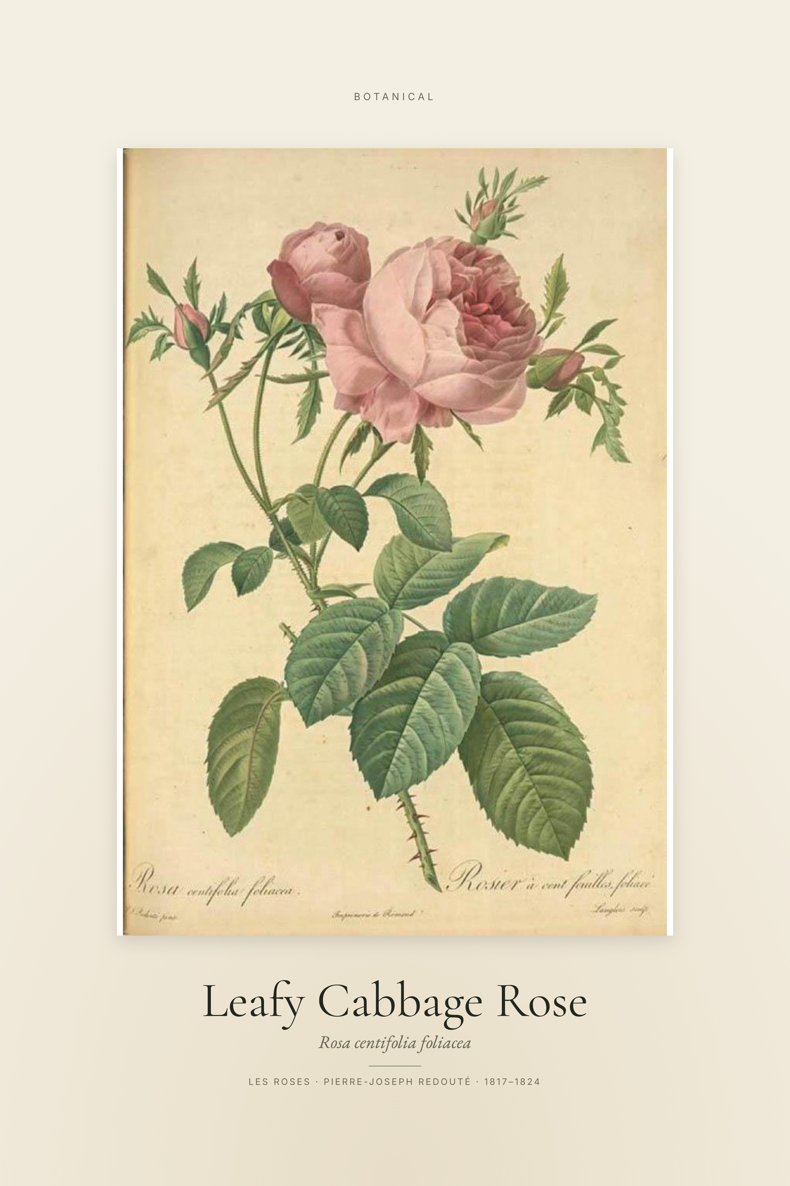 Leafy Cabbage Rose — Specimen