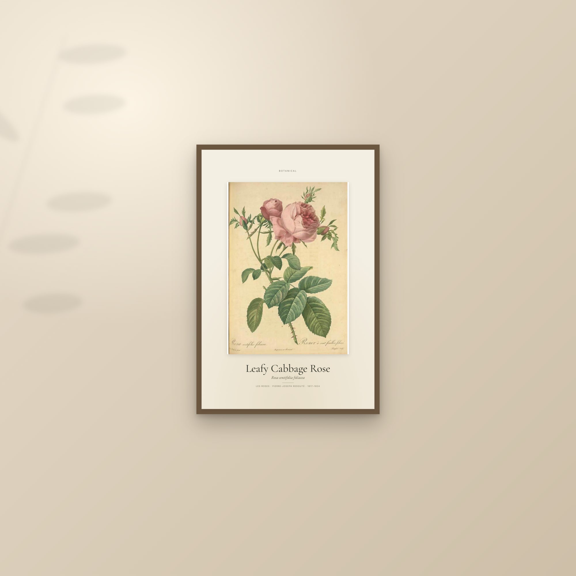 Leafy Cabbage Rose — Specimen — framed and styled on a sunlit wall