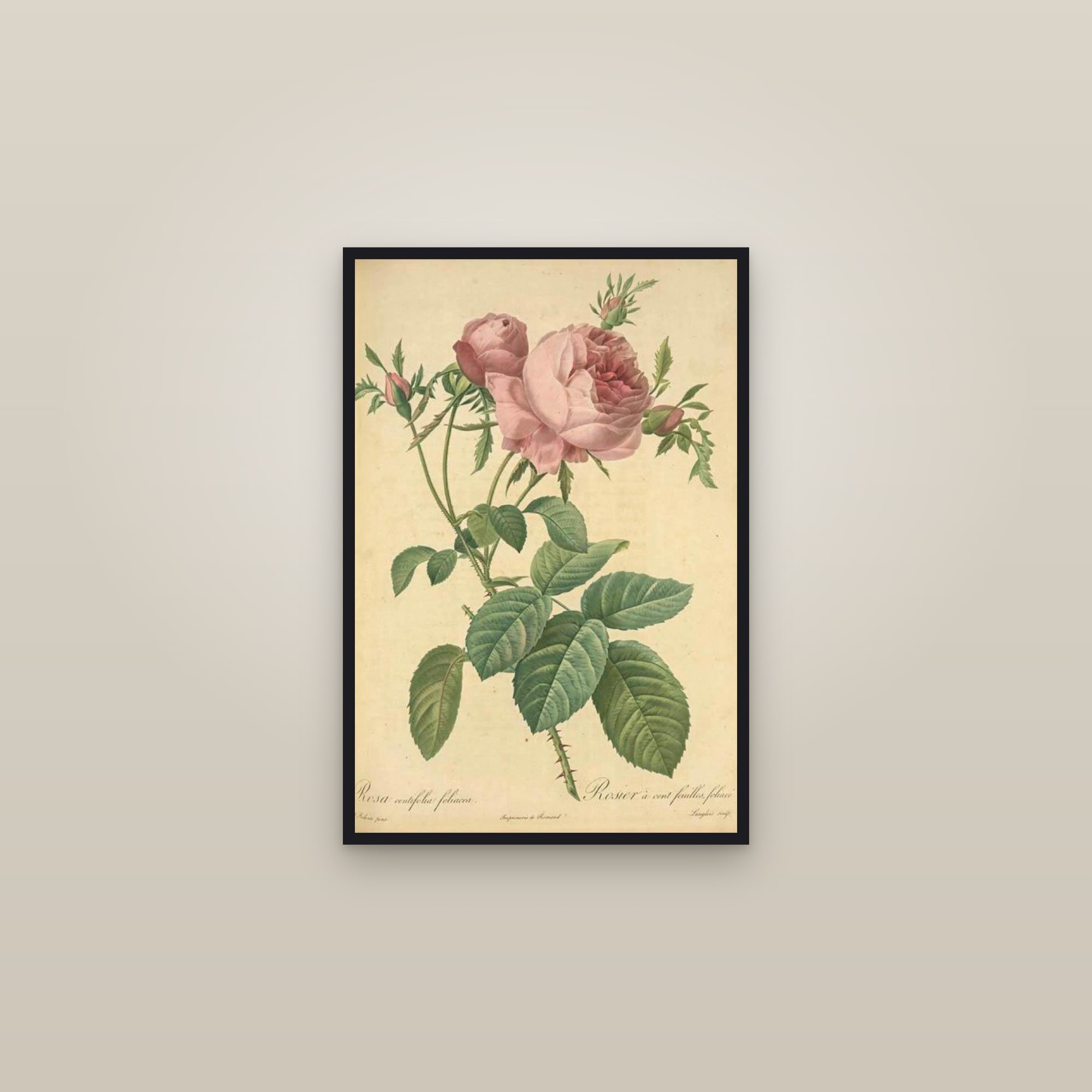 Leafy Cabbage Rose — framed in a gallery setting