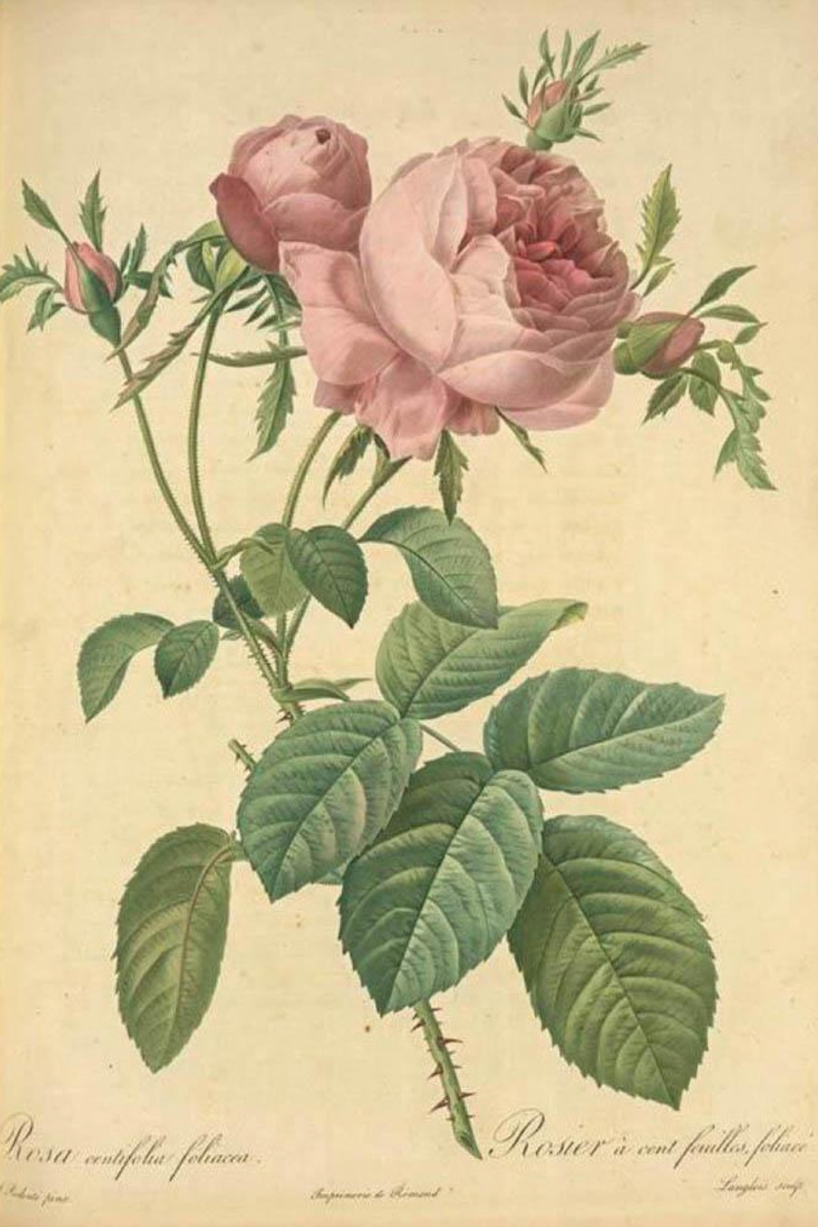 Leafy Cabbage Rose