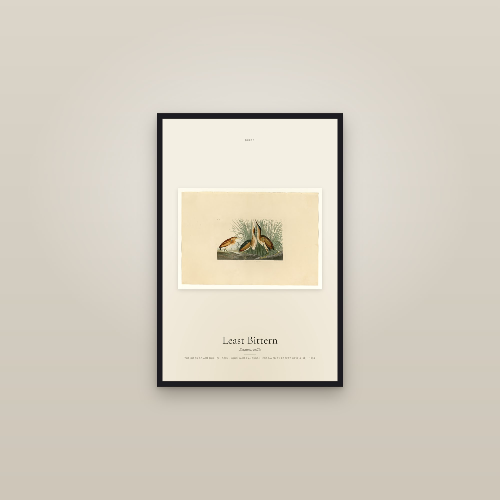 Least Bittern — framed in a gallery setting