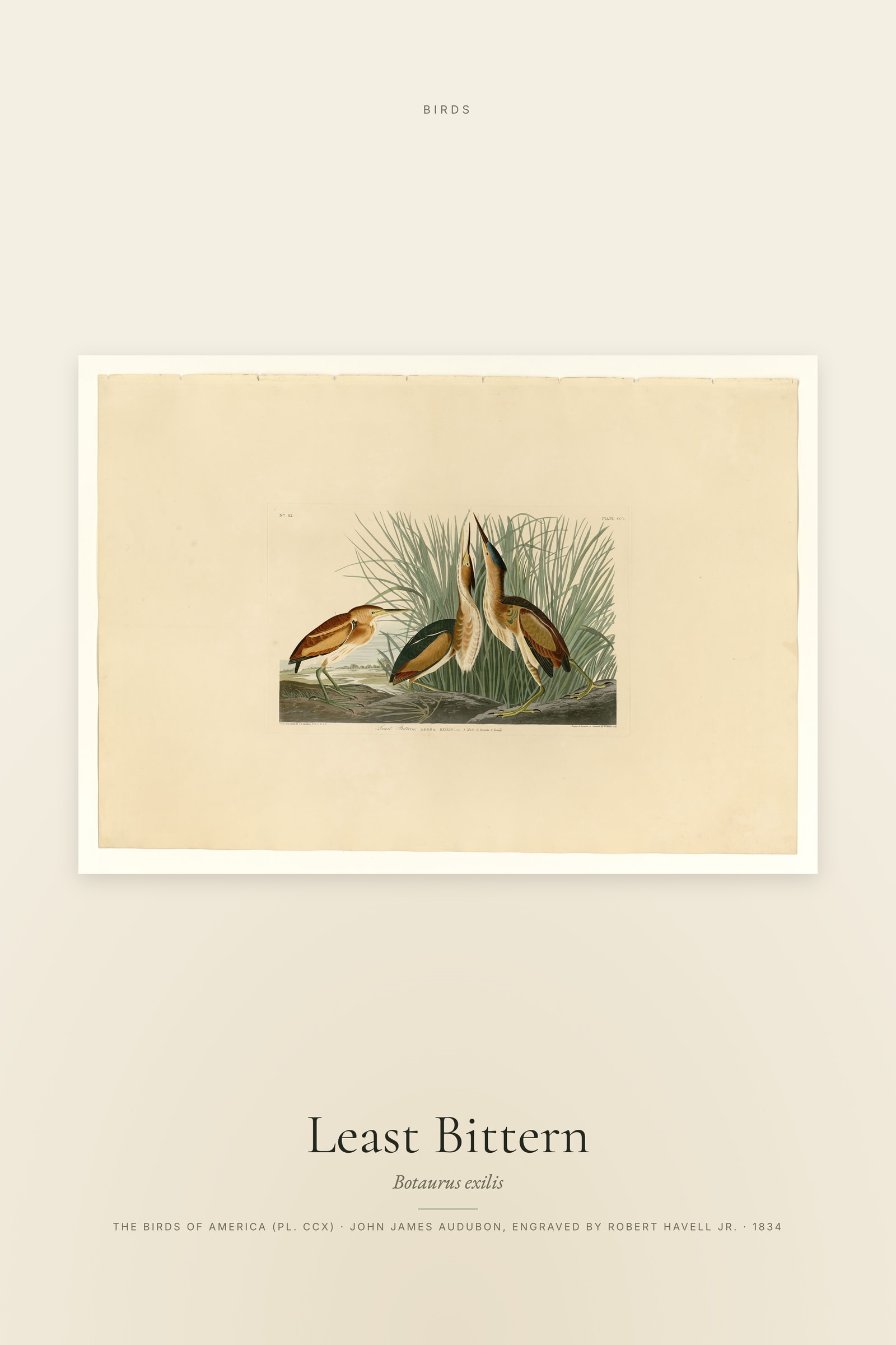 Least Bittern