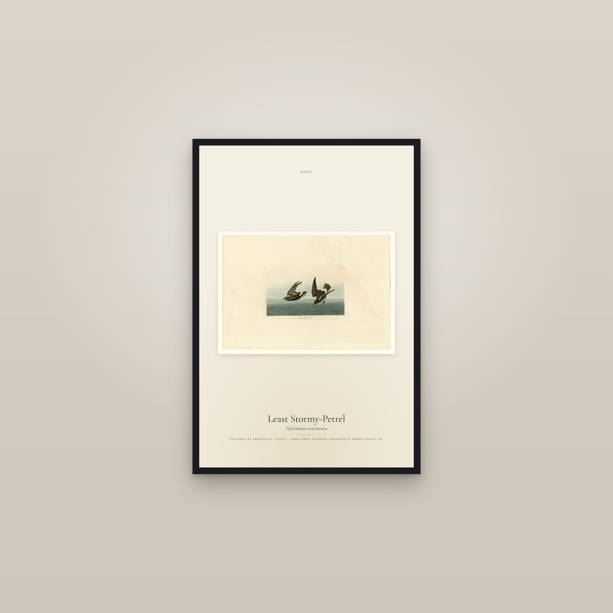 Least Stormy-Petrel — framed in a gallery setting