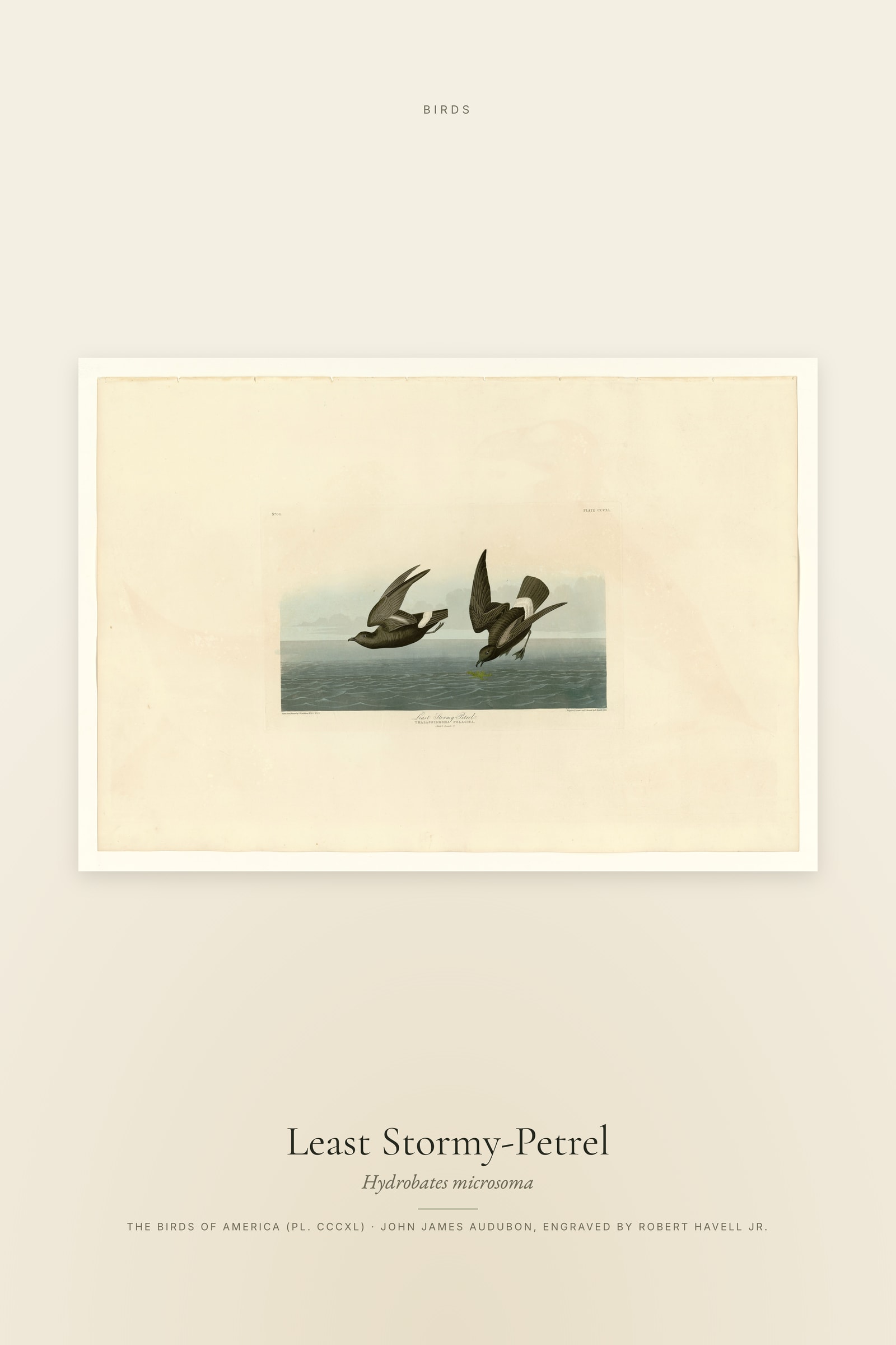 Least Stormy-Petrel