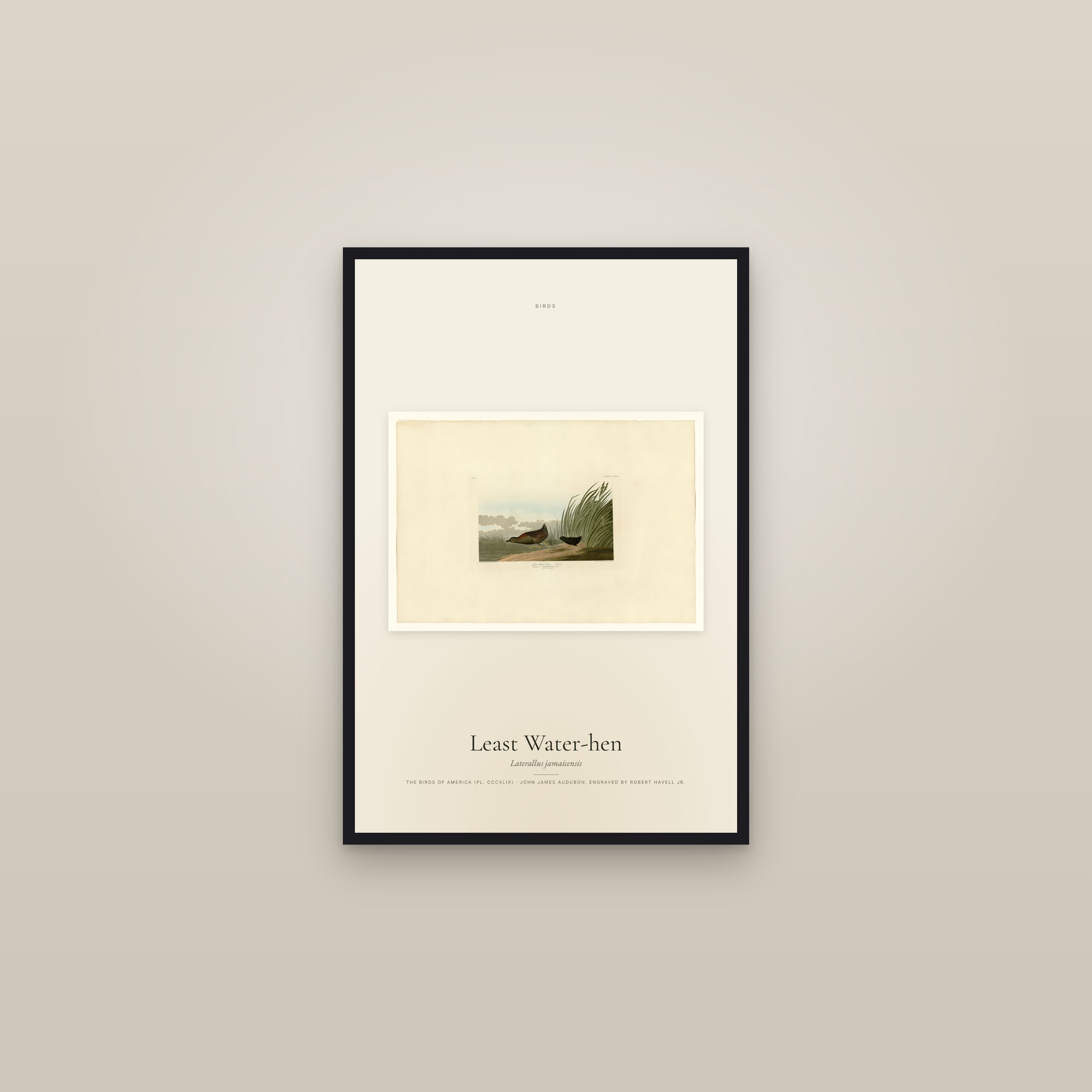 Least Water-hen — framed in a gallery setting