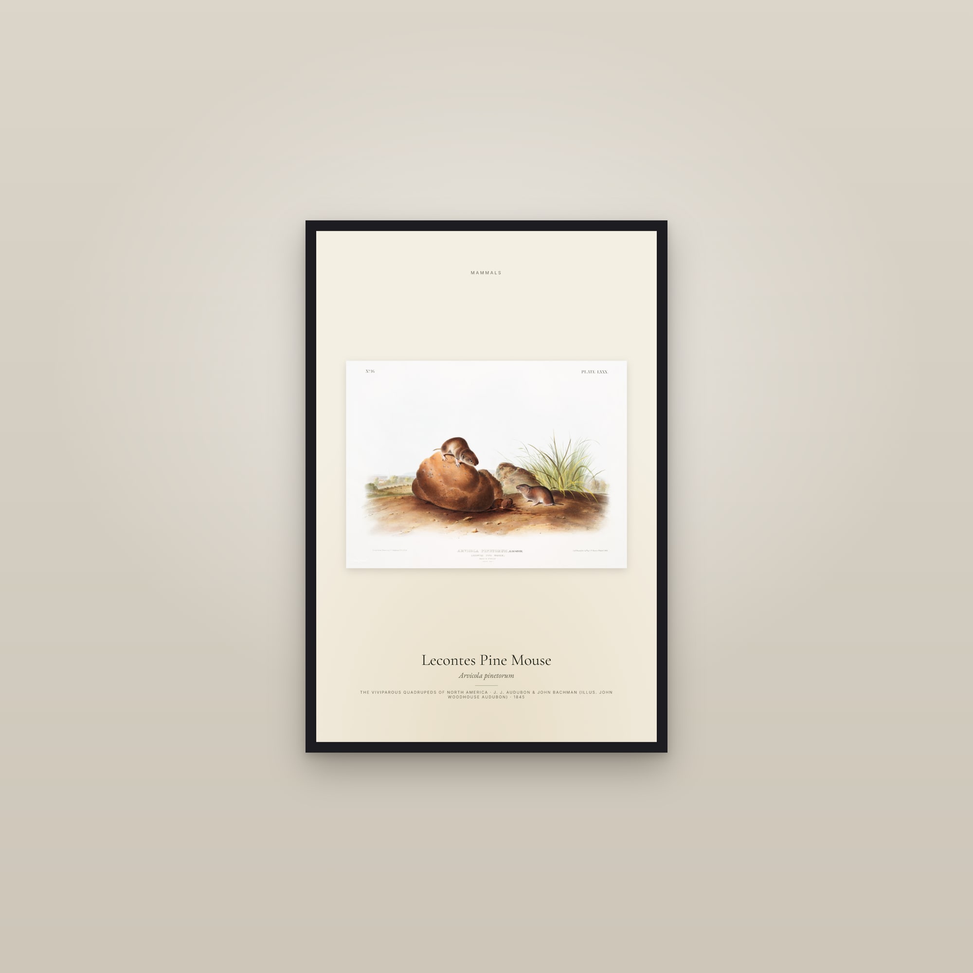 Lecontes Pine Mouse — framed in a gallery setting