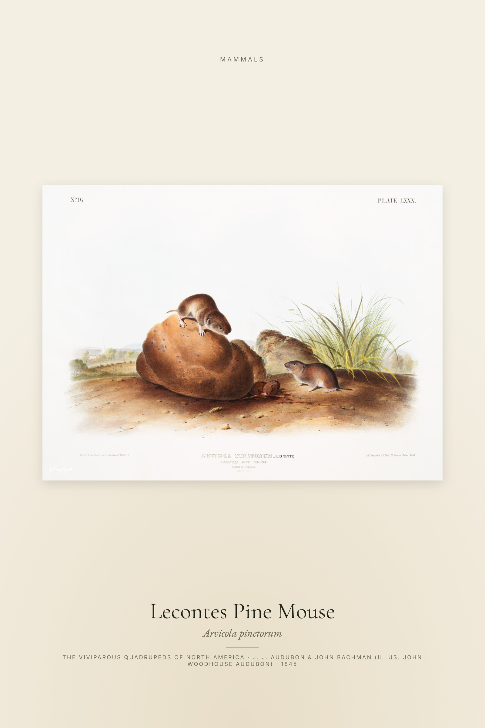 Lecontes Pine Mouse