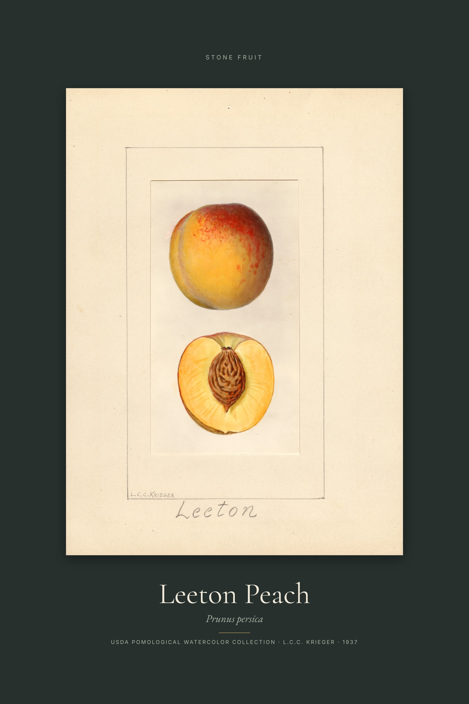 Leeton Peach — Specimen