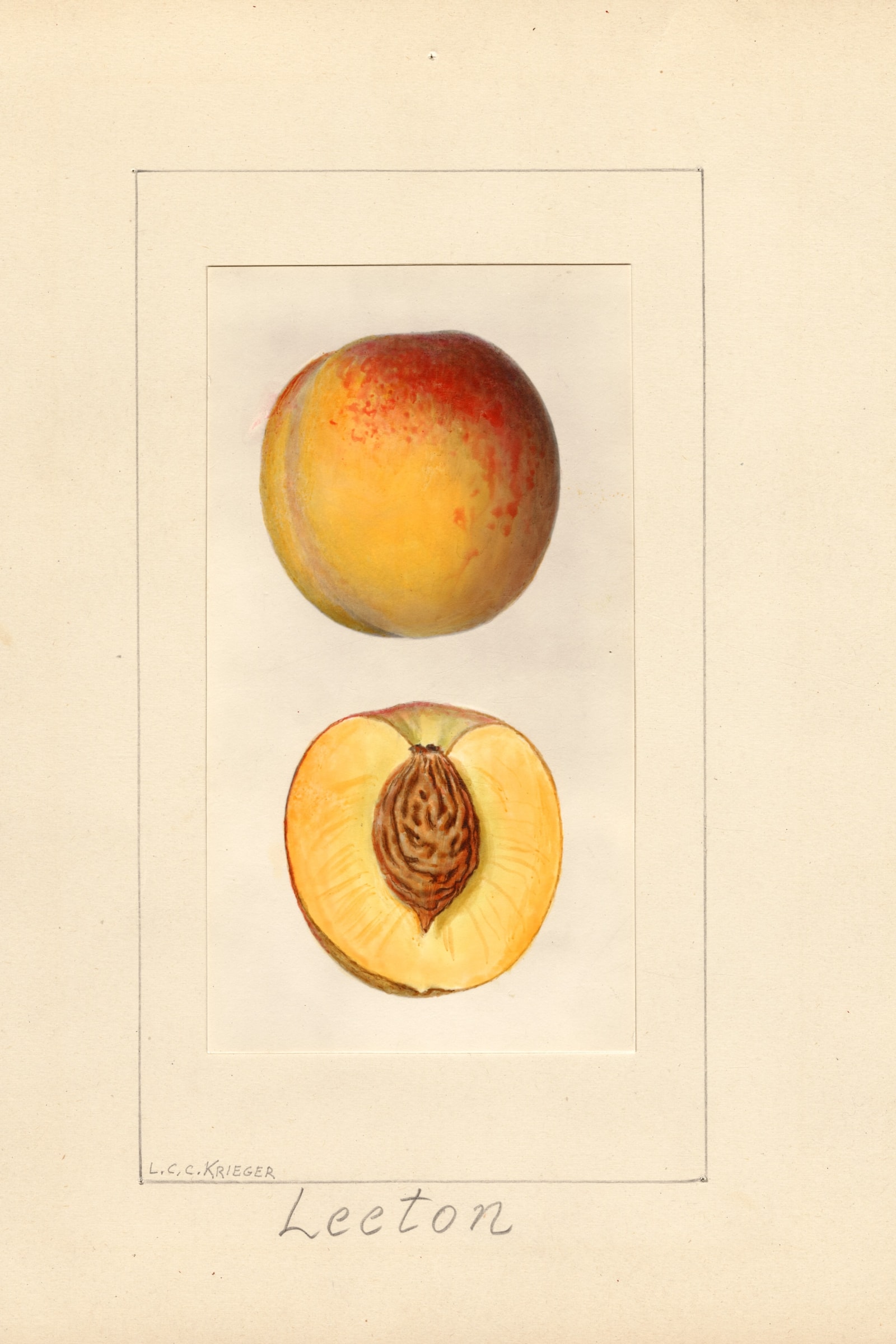 Leeton Peach