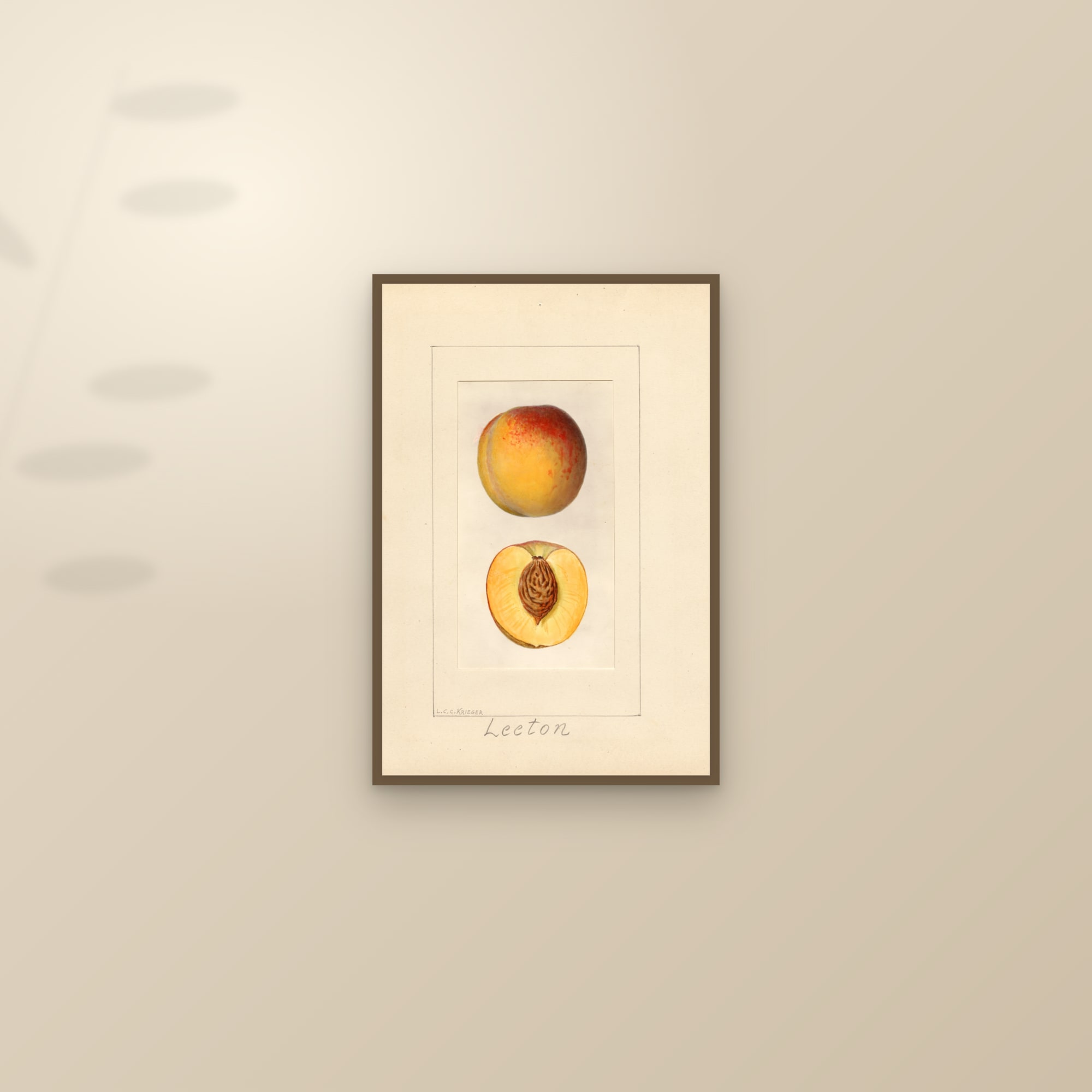 Leeton Peach — framed and styled on a sunlit wall