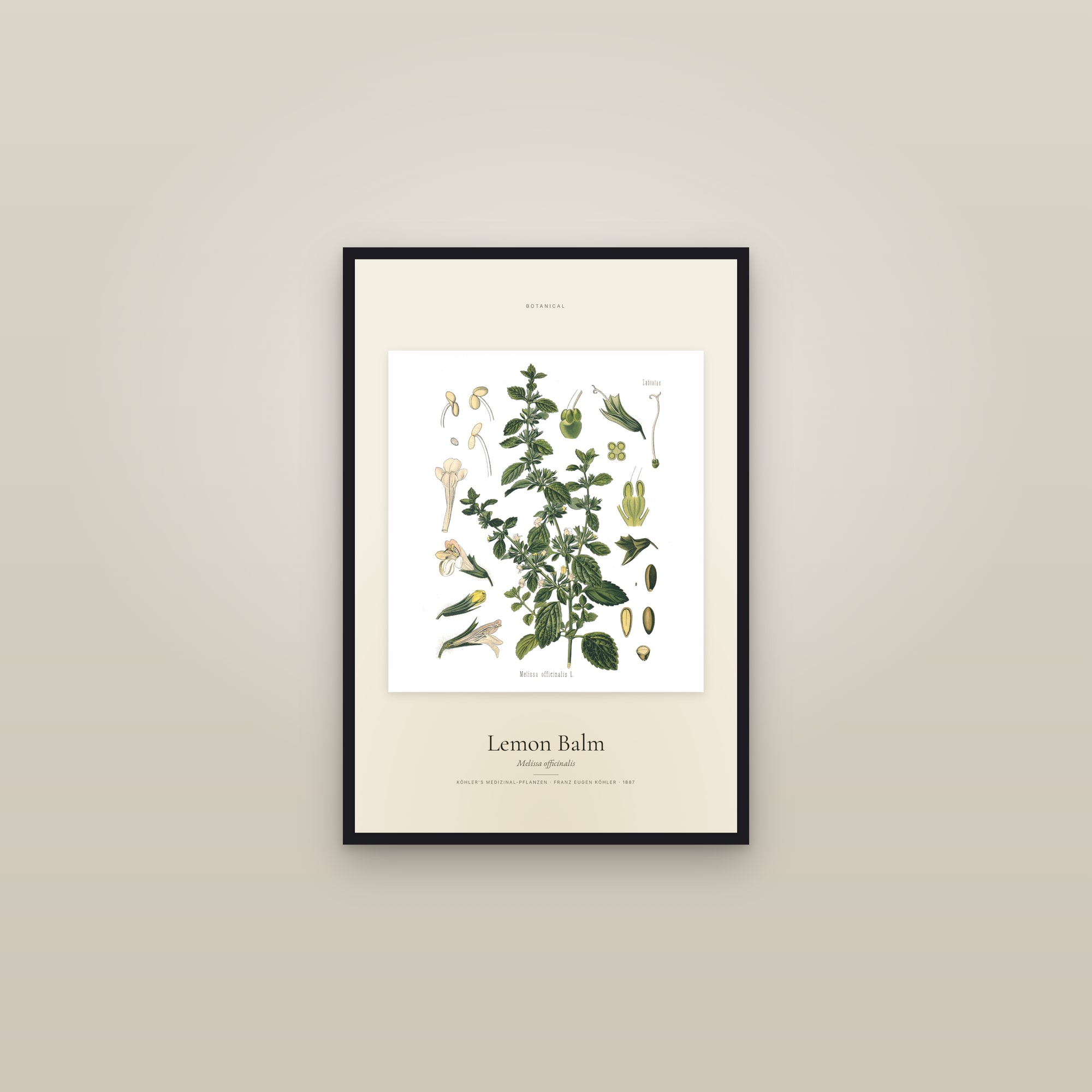 Lemon Balm (Köhler) — Specimen — framed in a gallery setting
