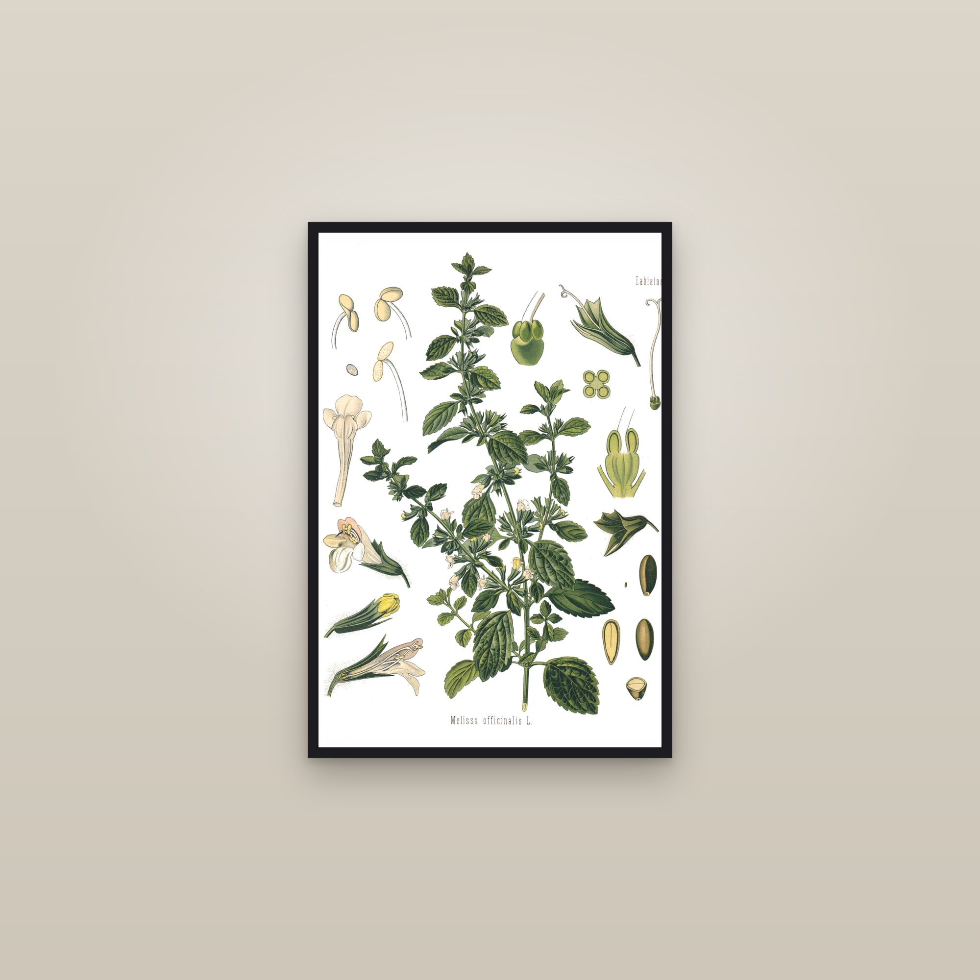Lemon Balm