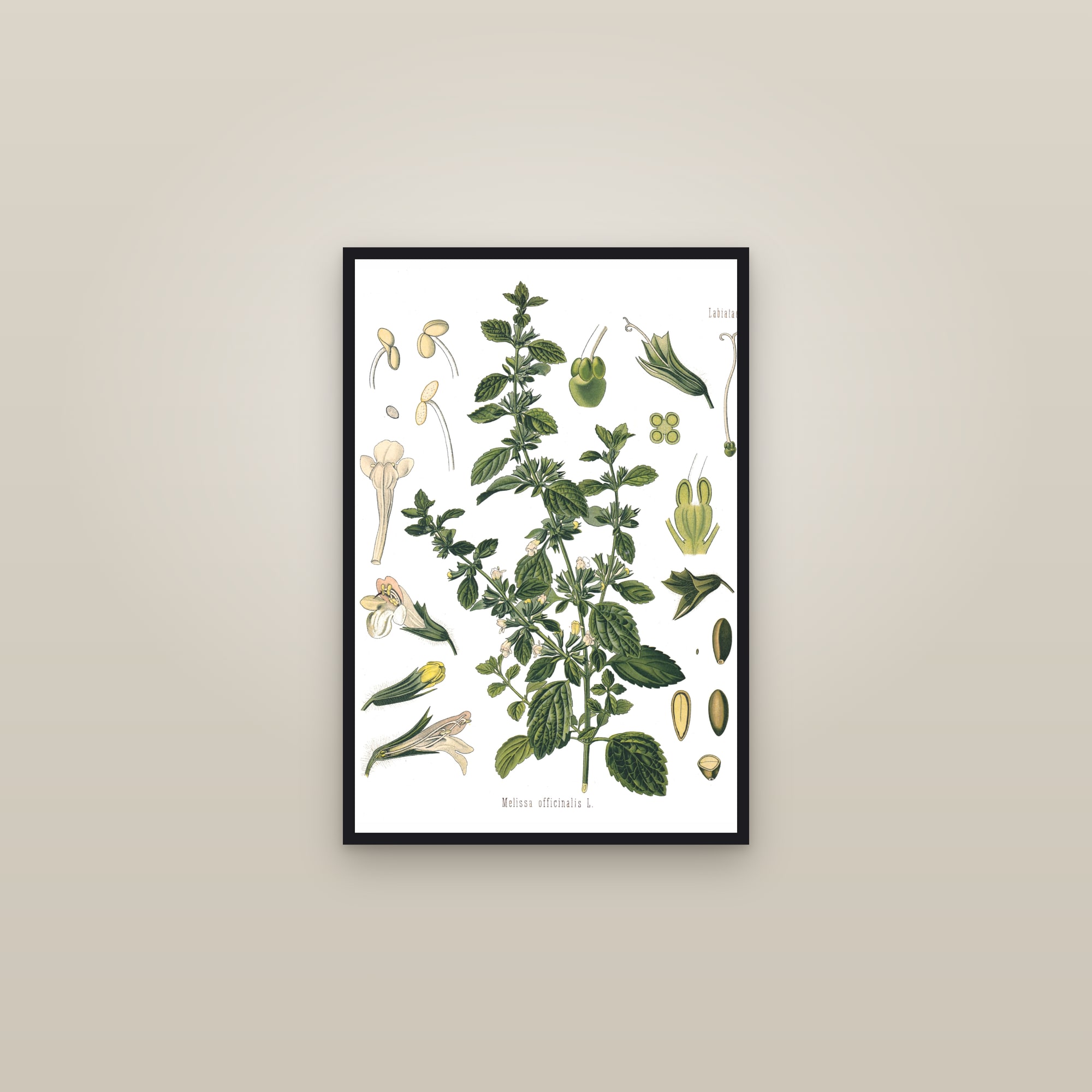 Lemon Balm (Köhler) — framed in a gallery setting