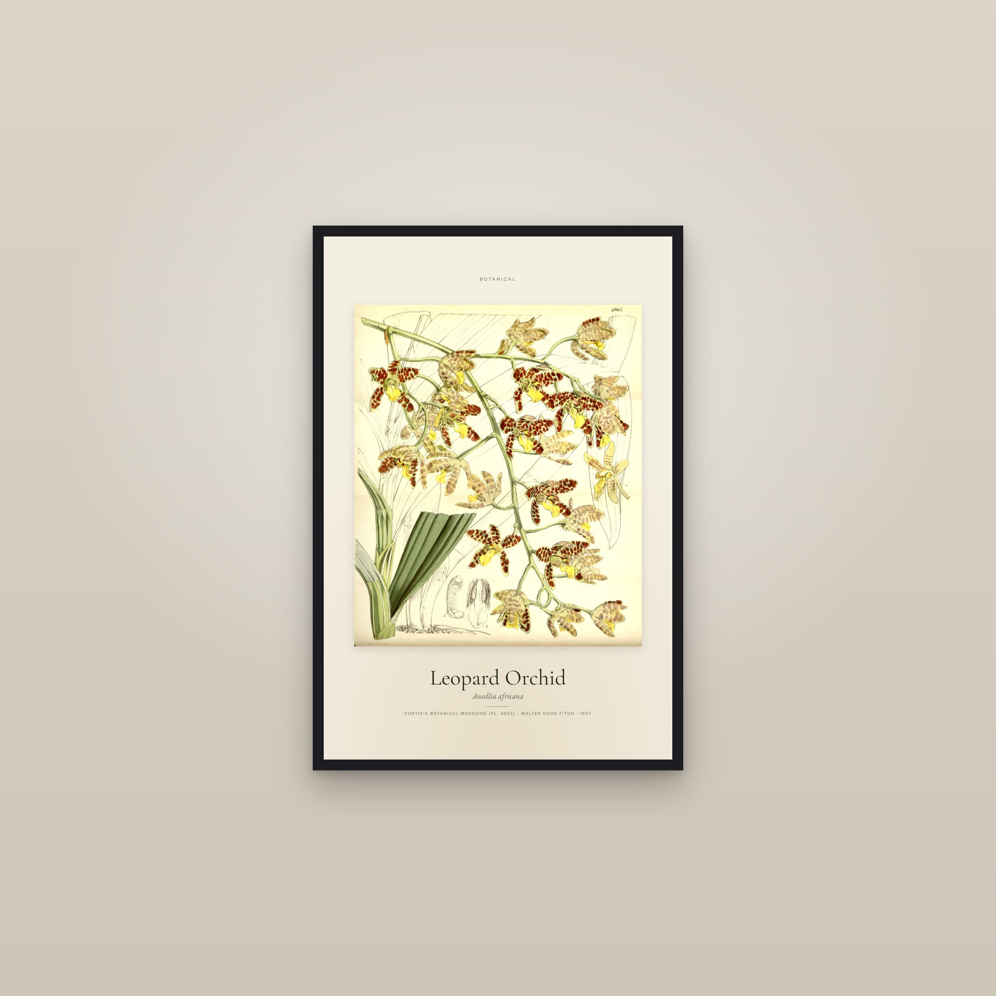 Leopard Orchid — Specimen — framed in a gallery setting