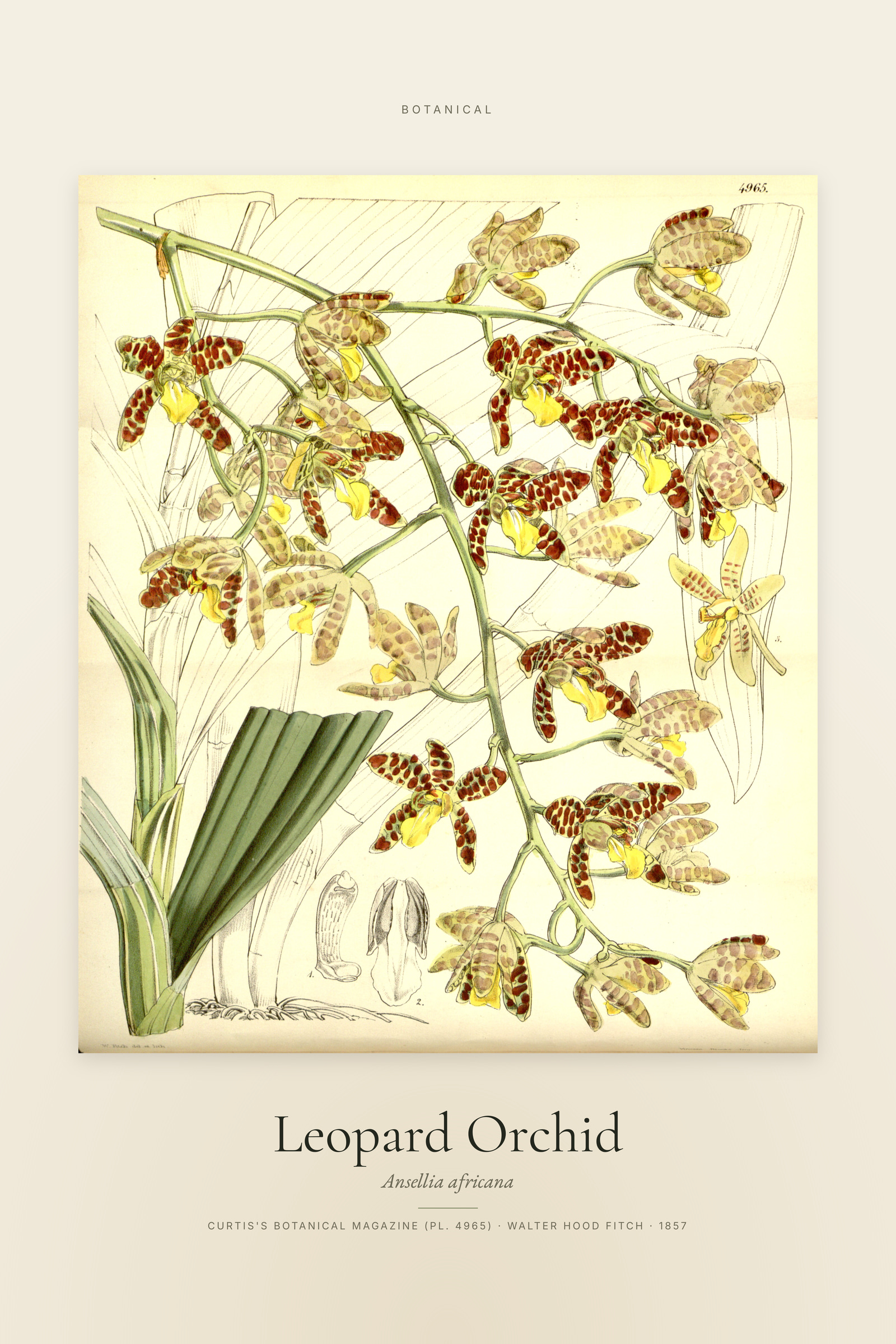 Leopard Orchid — Specimen
