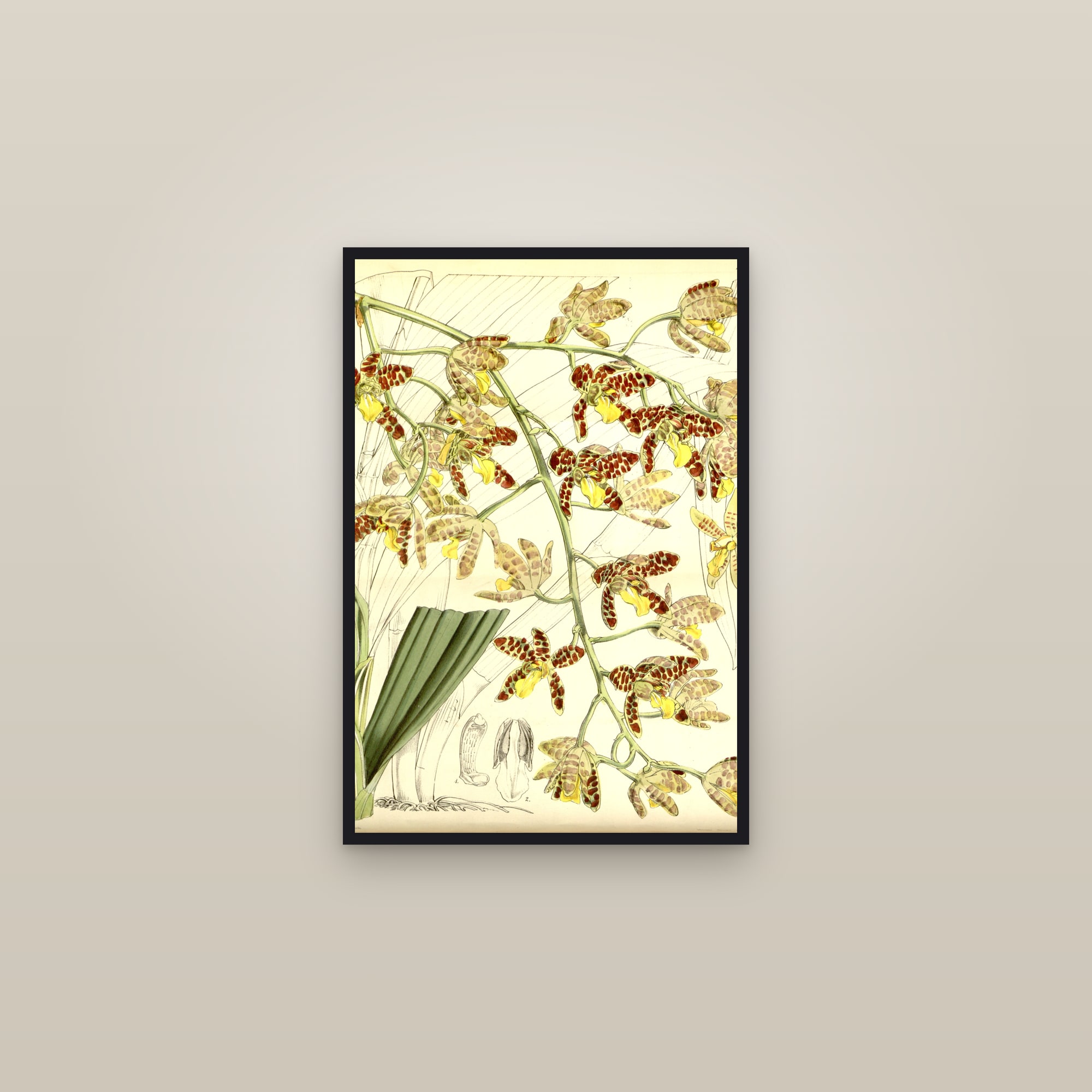 Leopard Orchid — framed in a gallery setting