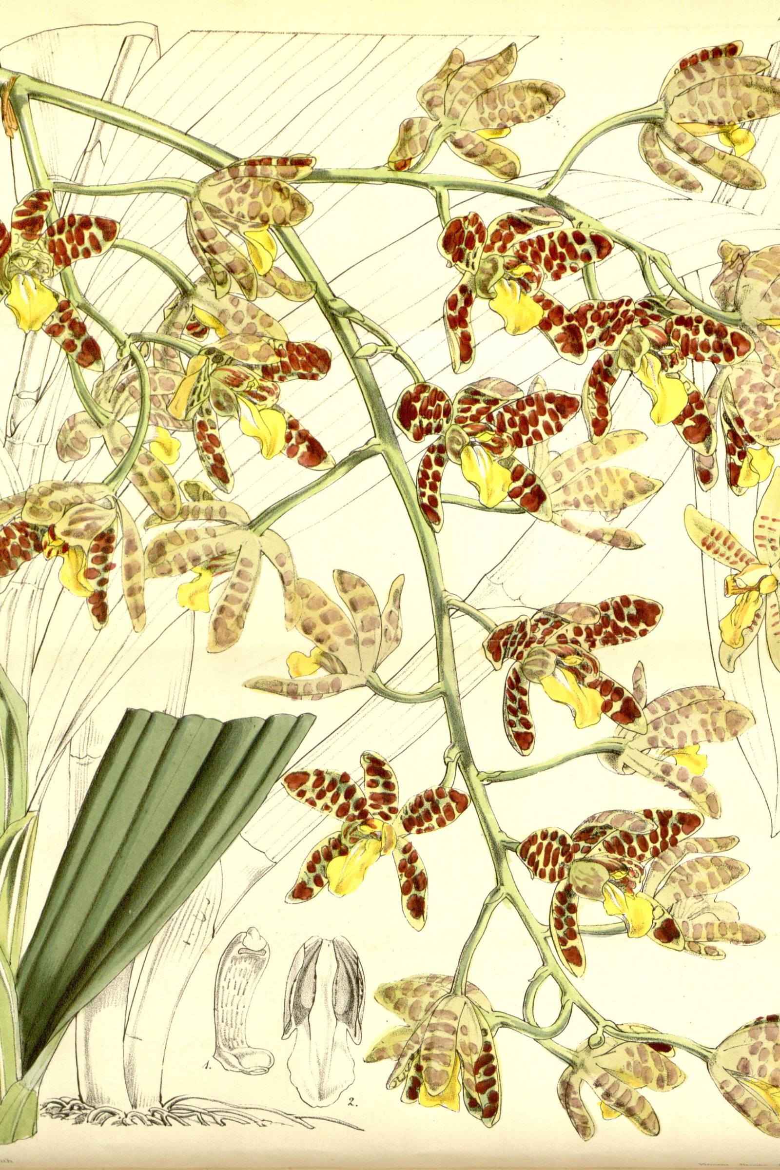 Leopard Orchid