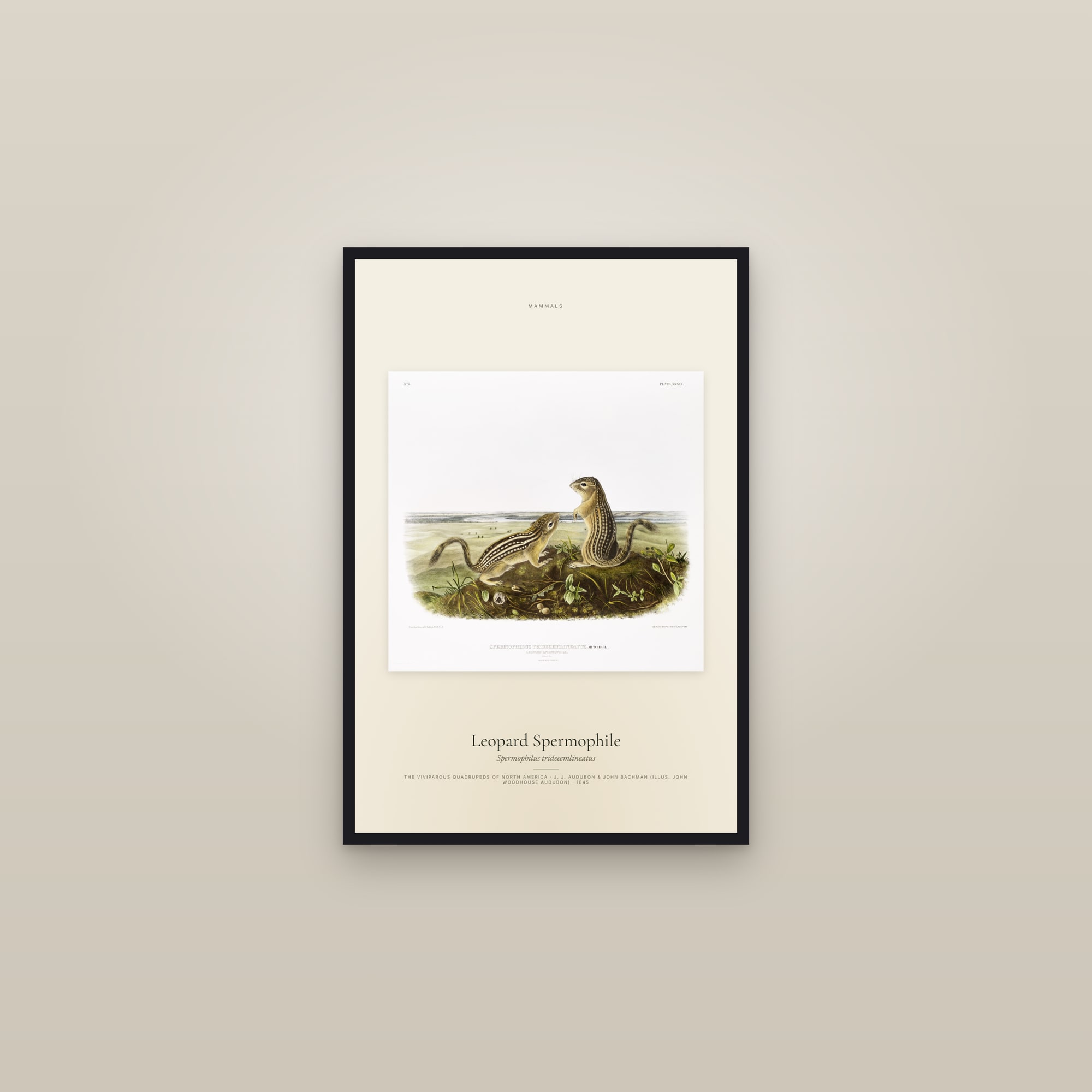 Leopard Spermophile — framed in a gallery setting