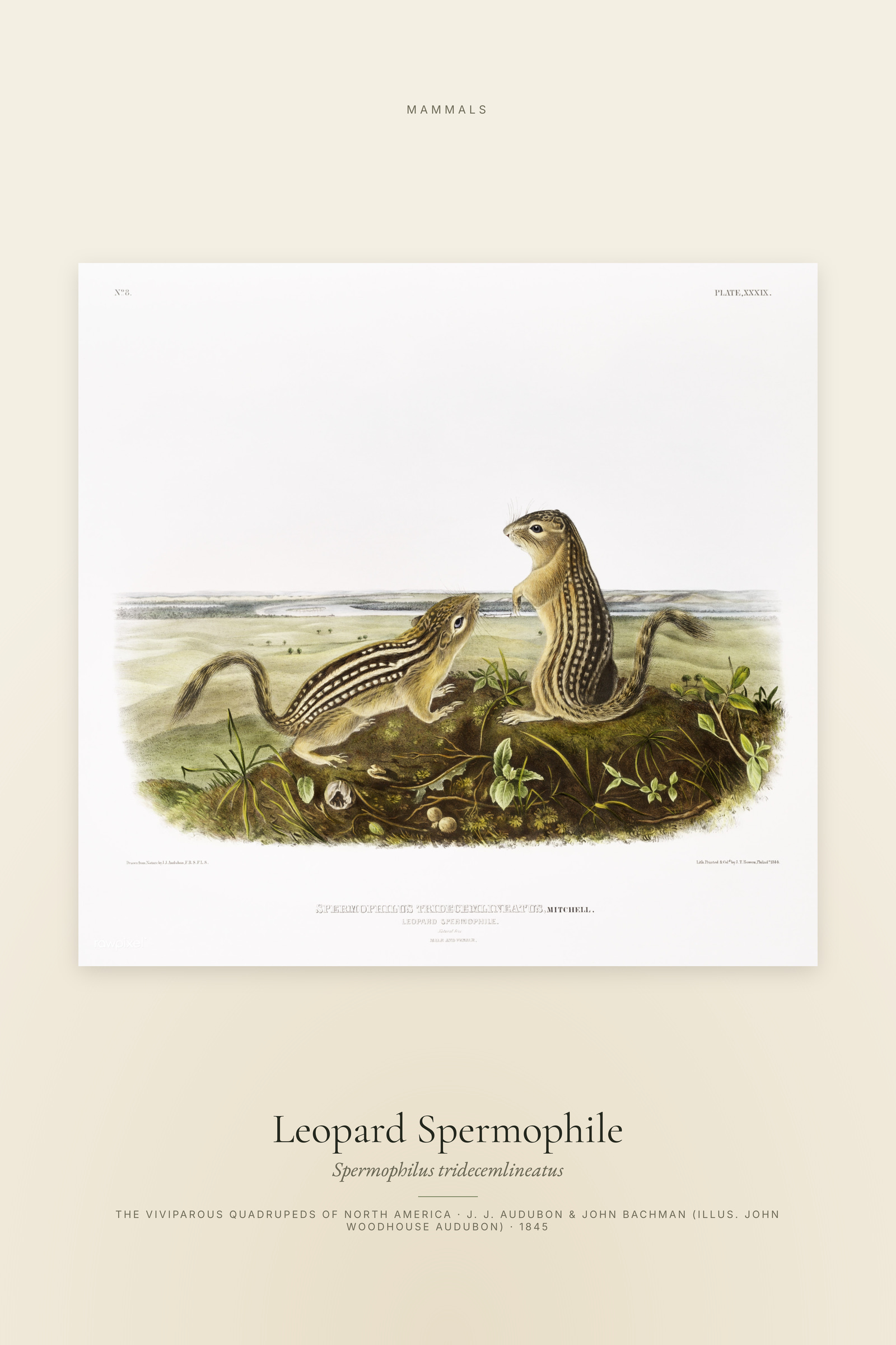 Leopard Spermophile