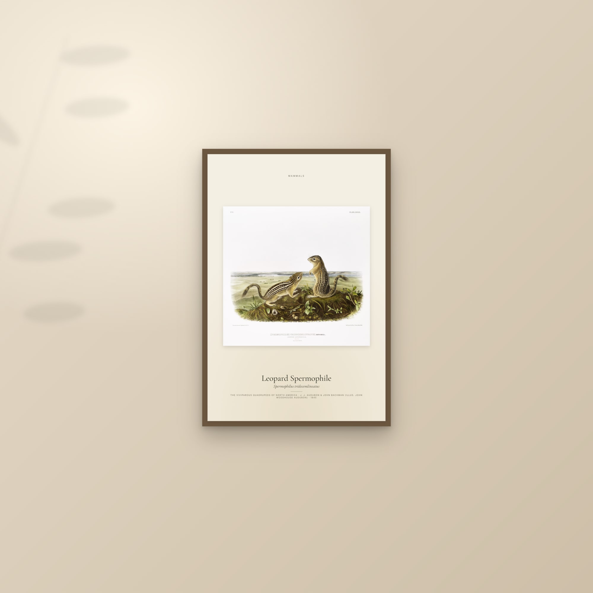 Leopard Spermophile — framed and styled on a sunlit wall