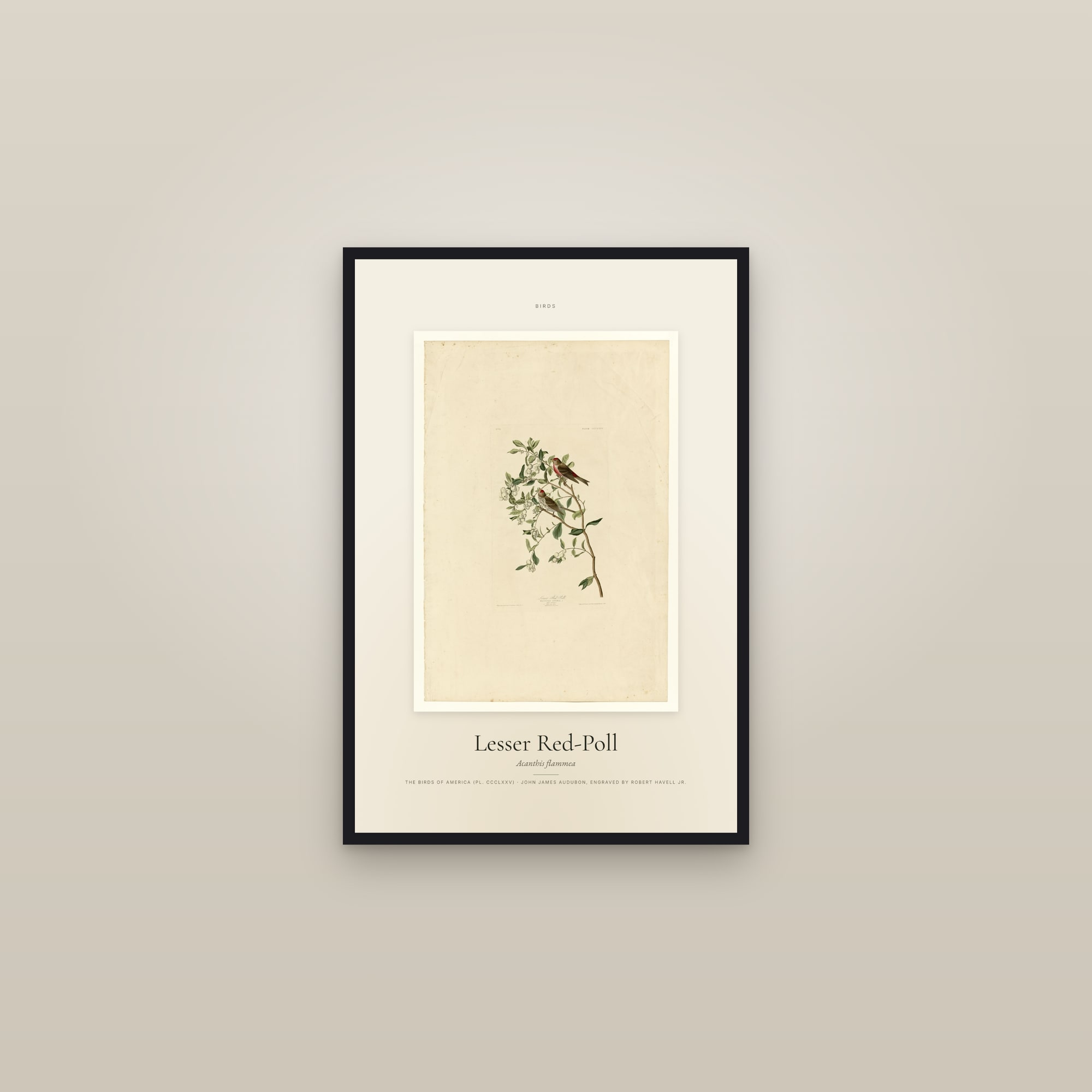 Lesser Red-Poll — Specimen — framed in a gallery setting