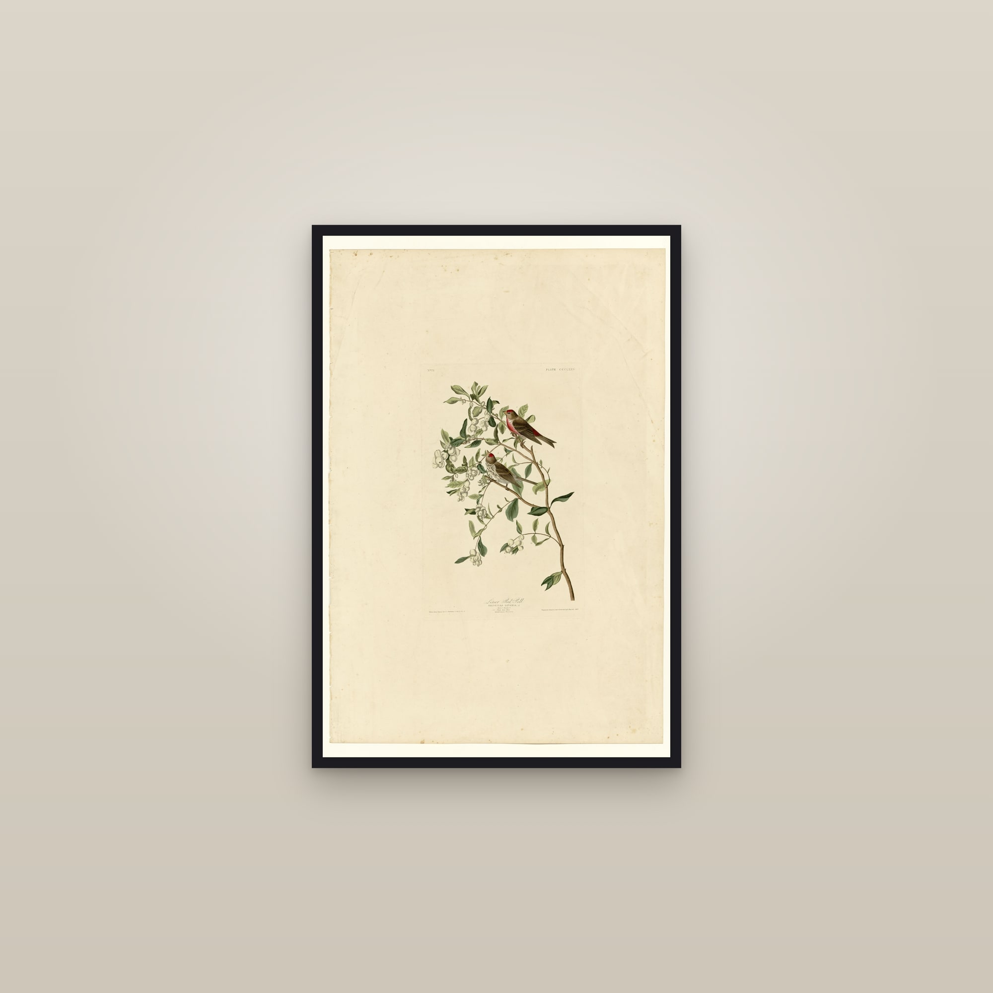 Lesser Red-Poll — framed in a gallery setting