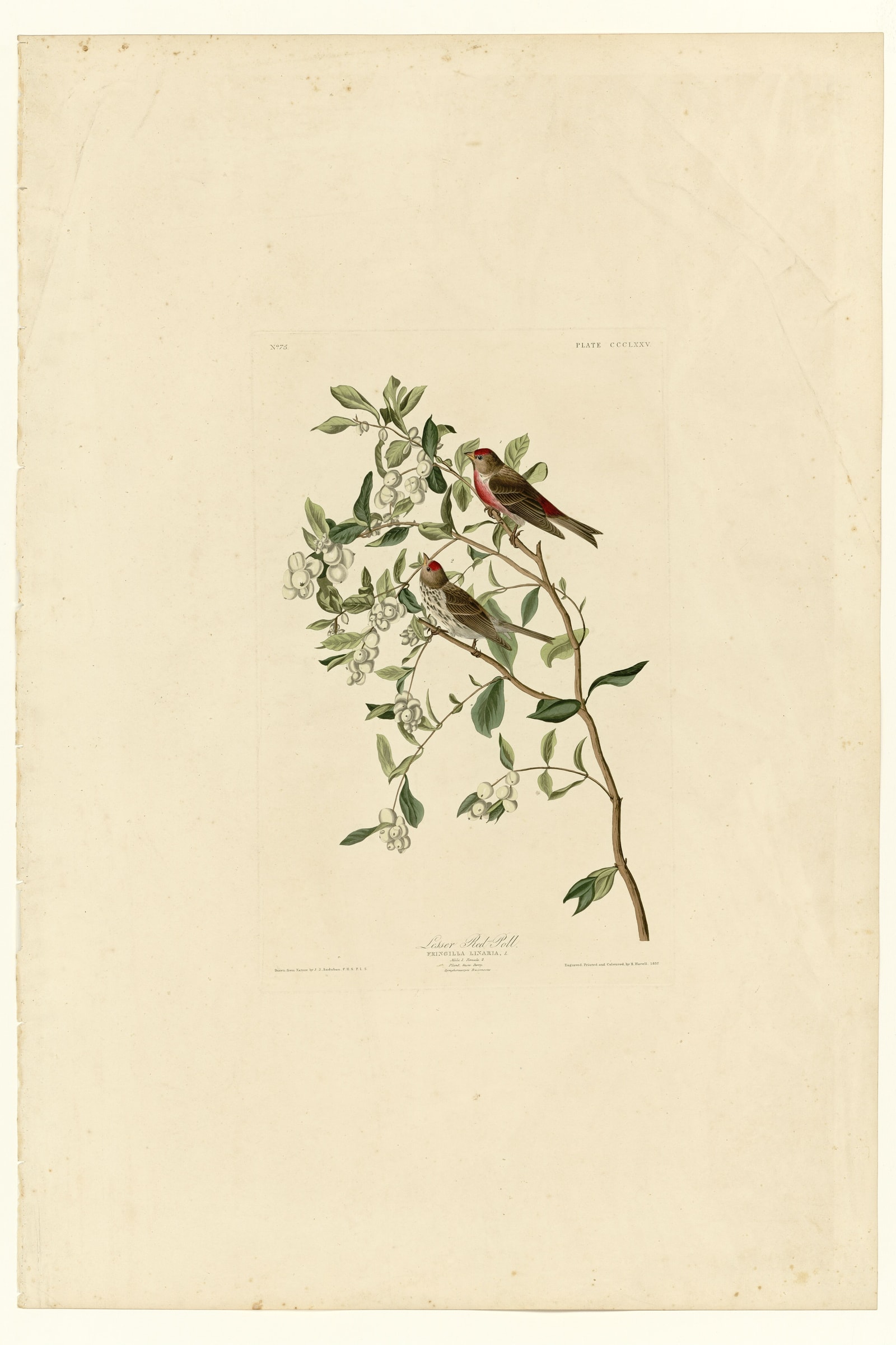 Lesser Red-Poll
