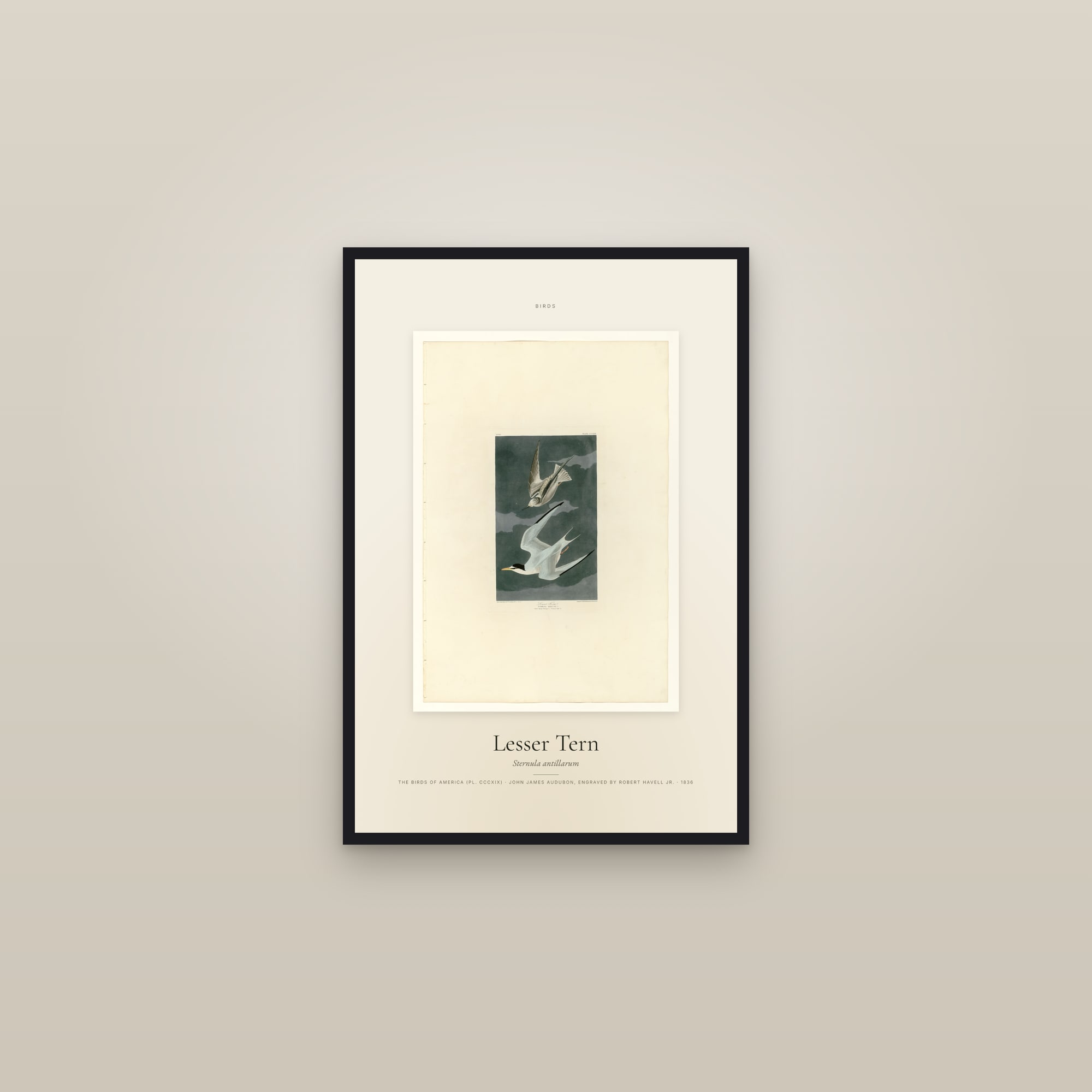Lesser Tern — Specimen — framed in a gallery setting