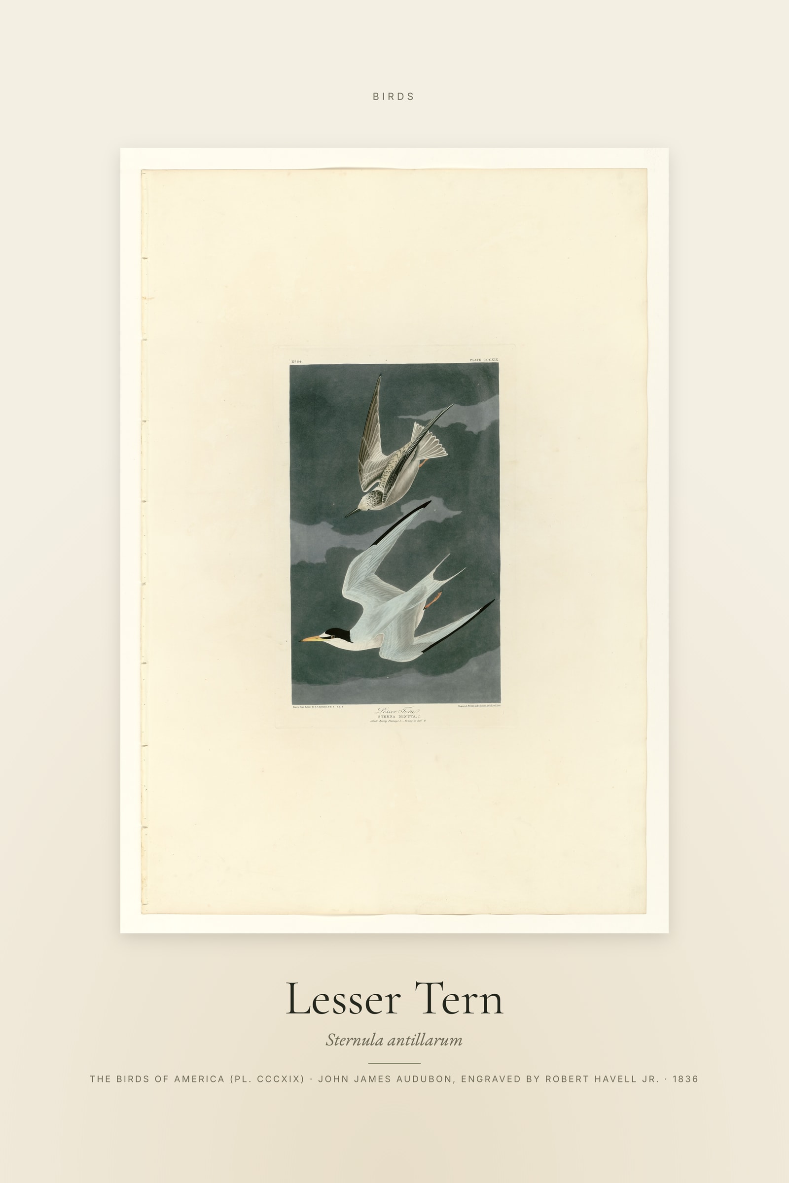 Lesser Tern — Specimen