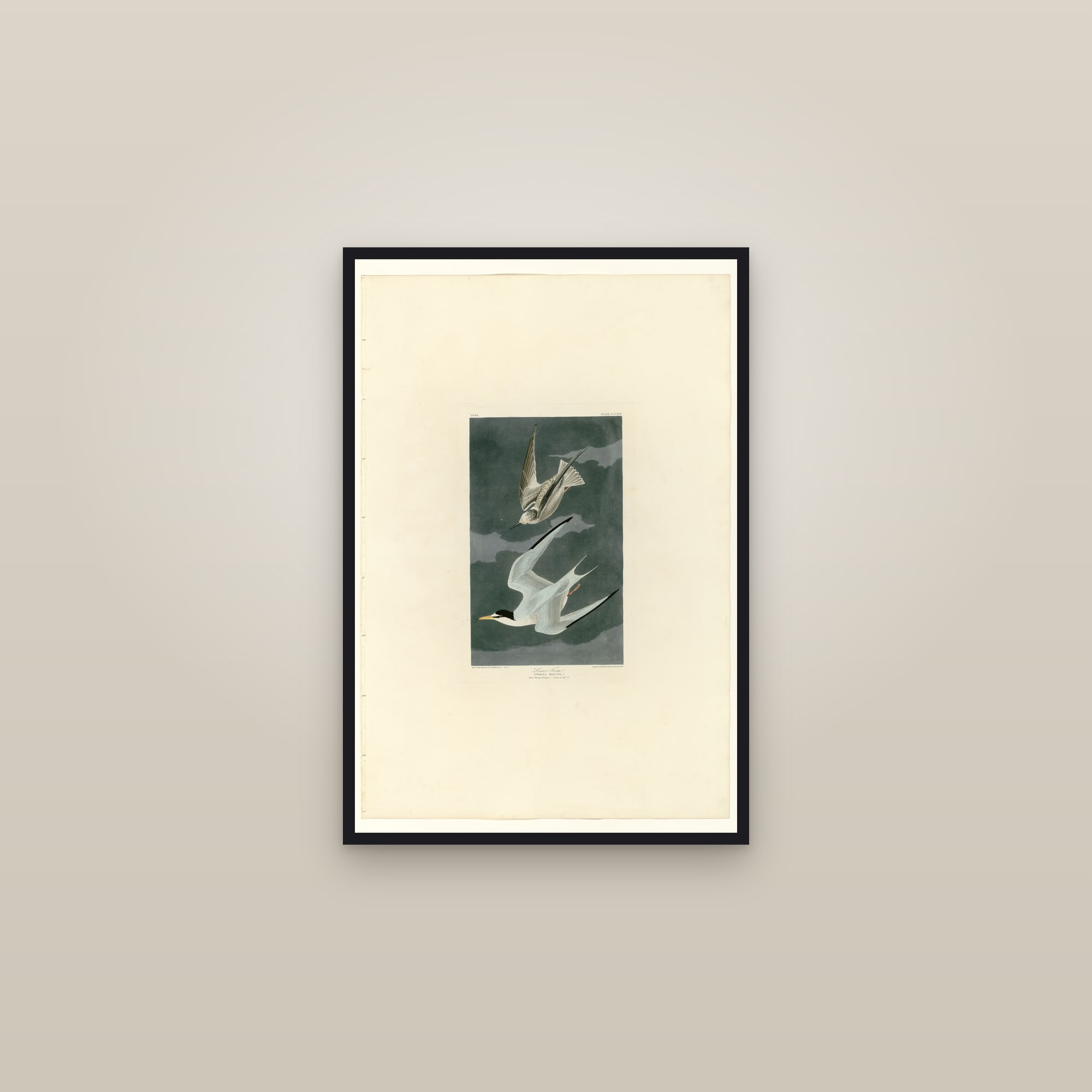 Lesser Tern — framed in a gallery setting